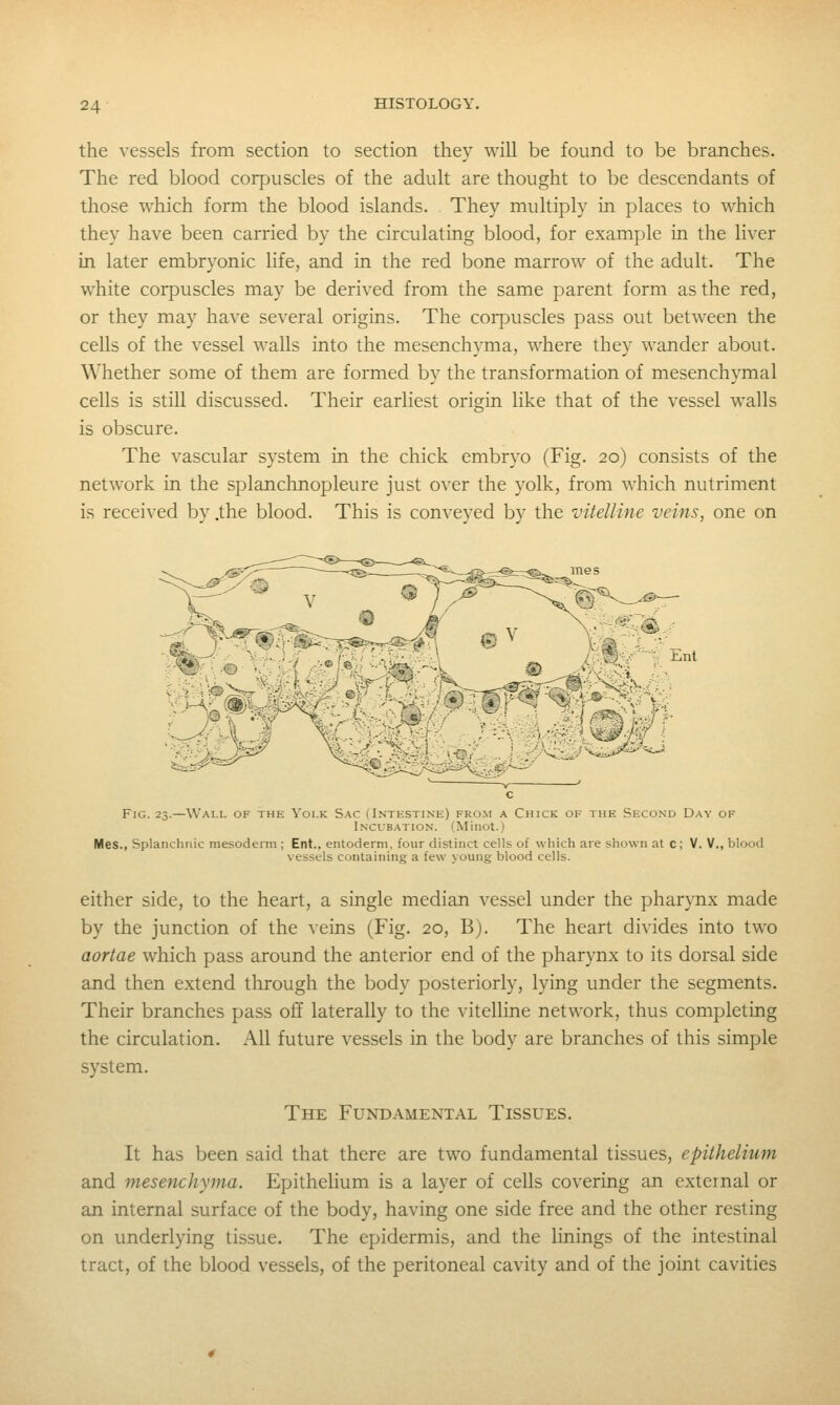 the vessels from section to section they will be found to be branches. The red blood corpuscles of the adult are thought to be descendants of those which form the blood islands. They multiply in places to which they have been carried by the circulating blood, for example in the liver in later embryonic life, and in the red bone marrow of the adult. The white corpuscles may be derived from the same parent form as the red, or they may have several origins. The corpuscles pass out between the cells of the vessel walls into the mesenchyma, where they wander about. Whether some of them are formed by the transformation of mesenchymal cells is still discussed. Their earliest origin hke that of the vessel walls is obscure. The vascular system in the chick embryo (Fig. 20) consists of the network in the splanchnopleure just over the yolk, from which nutriment is received by .the blood. This is conveyed by the vitelline veins, one on Ent Fig. 23.—Wall of the Yolk Sac (Intestine) from a Chick of the Second Day of Incubation. (Minot.) Mes., Splanchnic mesoderm ; Ent., entoderm, four distinct cells of which are shown at c ; V. V,, blood vessels containing a few young blood cells. either side, to the heart, a single median vessel under the pharynx made by the junction of the veins (Fig. 20, B). The heart divides into two aortae which pass around the anterior end of the pharynx to its dorsal side and then extend through the body posteriorly, lying under the segments. Their branches pass off laterally to the vitelline network, thus completing the circulation. All future vessels in the body are branches of this simple system. The Fundamental Tissues. It has been said that there are two fundamental tissues, epithelium and mesenchyma. Epithelium is a layer of cells covering an external or an internal surface of the body, having one side free and the other resting on underlying tissue. The epidermis, and the linings of the intestinal tract, of the blood vessels, of the peritoneal cavity and of the joint cavities