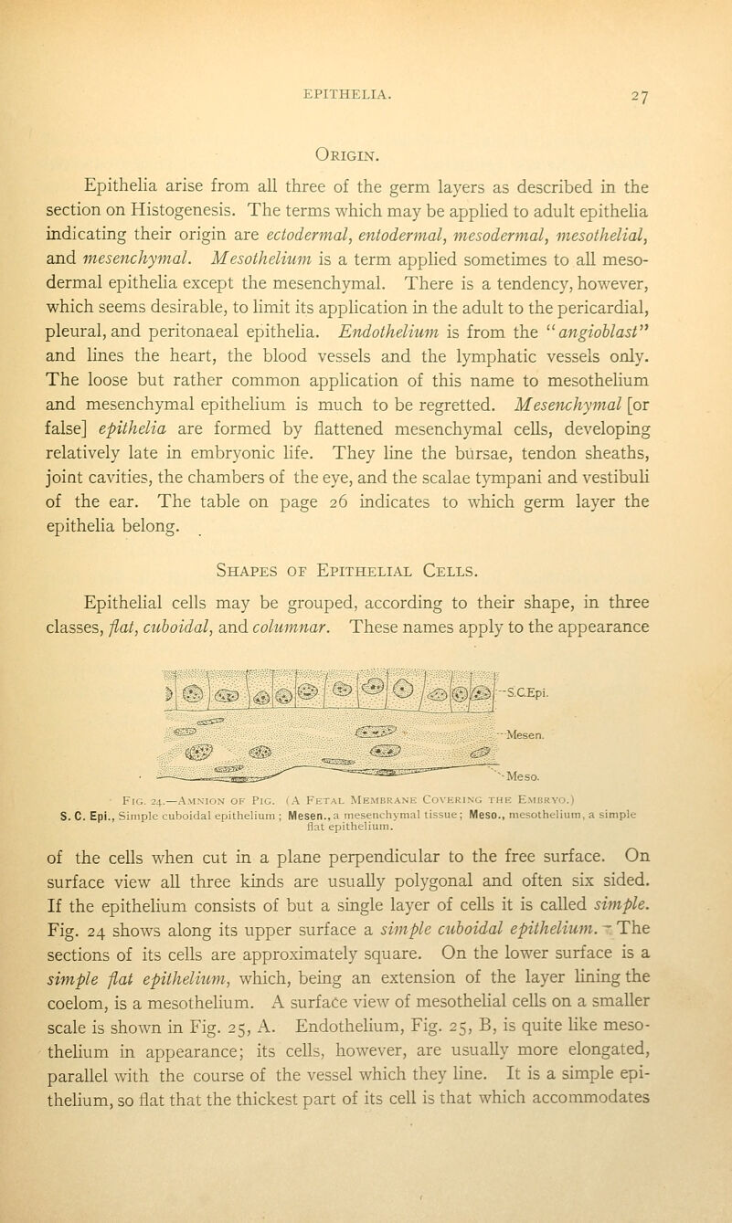 Origin. Epithelia arise from all three of the germ layers as described in the section on Histogenesis. The terms which may be applied to adult epitheha indicating their origin are ectodermal, entodermal, mesodermal, mesothelial, and mesenchymal. Mesothelium is a term applied sometimes to all meso- dermal epithelia except the mesenchymal. There is a tendency, however, which seems desirable, to limit its application in the adult to the pericardial, pleural, and peritonaeal epithelia. Endothelium is from the angioblasi and lines the heart, the blood vessels and the lymphatic vessels only. The loose but rather common application of this name to mesothehum and mesenchymal epithelium is much to be regretted. Mesenchymal [or false] epithelia are formed by flattened mesenchymal cells, developing relatively late in embryonic life. They line the biirsae, tendon sheaths, joint cavities, the chambers of the eye, and the scalae tympani and vestibuli of the ear. The table on page 26 indicates to which germ layer the epithelia belong. Shapes of Epithelial Cells. Epithelial cells may be grouped, according to their shape, in three classes, flat, cuboidal, and columnar. These names apply to the appearance Fig. 24.—Amnion of Pig. (A Fetal Membr.\ne Covering the E.mbryo.) S. C. Epi., Simple cuboidal epithelium; Mesen.,a mesenchymal tissue; Meso., mesothelium, a simple flat epithelium. of the cells when cut in a plane perpendicular to the free surface. On surface view all three kinds are usually polygonal and often six sided. If the epithelium consists of but a single layer of cells it is called simple. Fig. 24 shows along its upper surface a simple cuboidal epithelium. ^ The sections of its cells are approximately square. On the lower surface is a simple flat epithelium, which, being an extension of the layer lining the coelom, is a mesothelium. A surface view of mesothehal cells on a smaller scale is shown in Fig. 25, A. Endothelium, Fig. 25, B, is quite like meso- thelium in appearance; its cells, however, are usually more elongated, parallel with the course of the vessel which they line. It is a simple epi- thelium, so flat that the thickest part of its cell is that which accommodates