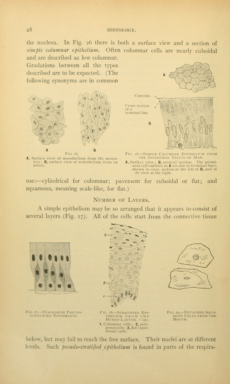 the nucleus. In Fig. 26 there is both a surface view and a section of simple columnar epithelium. Often columnar cells are nearly cuboidal and are described as low columnar. Gradations between all the types described are to be expected. (The , following synonyms are in common ri« Cuticula Cross section of a terminal bar mm A B Fig. 25. Fig. 26.—Simple Columnar Epithelium fro.m A, Surface view of niesotheliuni from the mesen- thk Intestinal Villus of Man. tery; B, surface view of endollielium from an A, Surface view; B, vertical section. The promi- artery. nent cell outlines in A are due to terminal bars, shown in cross section at the left of B, and in de view at the right. use:—cylindrical for columnar; pavement for cuboidal or flat; and squamous, meaning scale-hke, for flat.) Number of Layers. A simple epithelium may be so arranged that it appears to consist of several layers (Fig, 27). All of the cells start from the connective tissue Fig. 27.—Diagram of Pseudo- stratifihd epithelium. I'iG. 28.—Stratified Epi- thelium FROM T H !•; Human Larynx. X 240. 1, Columnar cells ; 2, poly- gonal cells; 3, flat (squa- mous) cells. Fig. 29.—Detached Squa- MOL'S Cells from the Mouth. below, but may fail to reach the free surface. Their nuclei are at different levels.. Such pseudo-siralified epithelium is found in parts of the respira-