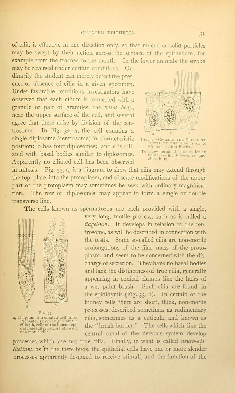 CILL4TED EPITHELIA. Fig. 32.—Cellsofthe Efferent Ducts of the Testis of a Mouse. (After Fuchs.) To show terminal bars; cuticular border (in b); diplosomes; and cilia (in c). of cilia is effective in one direction only, so that mucus or solid particles may be swept by their action across the surface of the epithelium, for example from the trachea to the mouth. In the lower animals the stroke may be reversed under certain conditions. Or- dinarily the student can merely detect the pres- ence or absence of ciha in a given specimen. Under favorable conditions investigators have observed that each cilium is connected with a granule or pair of granules, the hasal body, near the upper surface of the cell, and several agree that these arise by division of the cen- trosome. In Fig. 32, a, the cell contains a single diplosome (centrosome) in characteristic position; b has four diplosomes; and c is cili- ated with basal bodies similar to diplosomes. Apparently no ciliated cell has been obsen^ed in mitosis. Fig. 33, a, is a diagram to show that ciha may extend through the top plate into the protoplasm, and obscure modifications of the upper part of the protoplasm may sometimes be seen with ordinary magnifica- tion. The row of diplosomes may appear to form a single or double transverse line. The cells known as spermatozoa are each provided with a single, very long, motile process, such as is called a flagellum. It develops in relation to the cen- trosome, as vi-ill be described in connection vv'ith the testis. Some so-called cilia are non-motile prolongations of the filar mass of the proto- plasm, and seem to be concerned with the dis- charge of secretion. They have no basal bodies and lack the distinctness of true ciha, generally appearing in conical clumps like the hairs of a wet paint brush. Such cilia are found in the epididymis (Fig. 33, b). In certain of the kidney ceUs there are short, thick, non-motile processes, described sometimes as rudimentary cOia, sometimes as a cuticula, and known as the brush border. The cells which hne the central canal of the nen-ous system develop processes which are not true cilia. Finally, in what is called neuro-epi- thelium, as in the taste buds, the epithelial cells have one or more slender processes apparently designed to receive stimuli, and the function of the Fig. 33. Diagram of a ciliated cell (after Prenant), showing vibratile cilia ; b, cells of the human epi- didymis (after Fuchs), showing ncn-motile cilia.