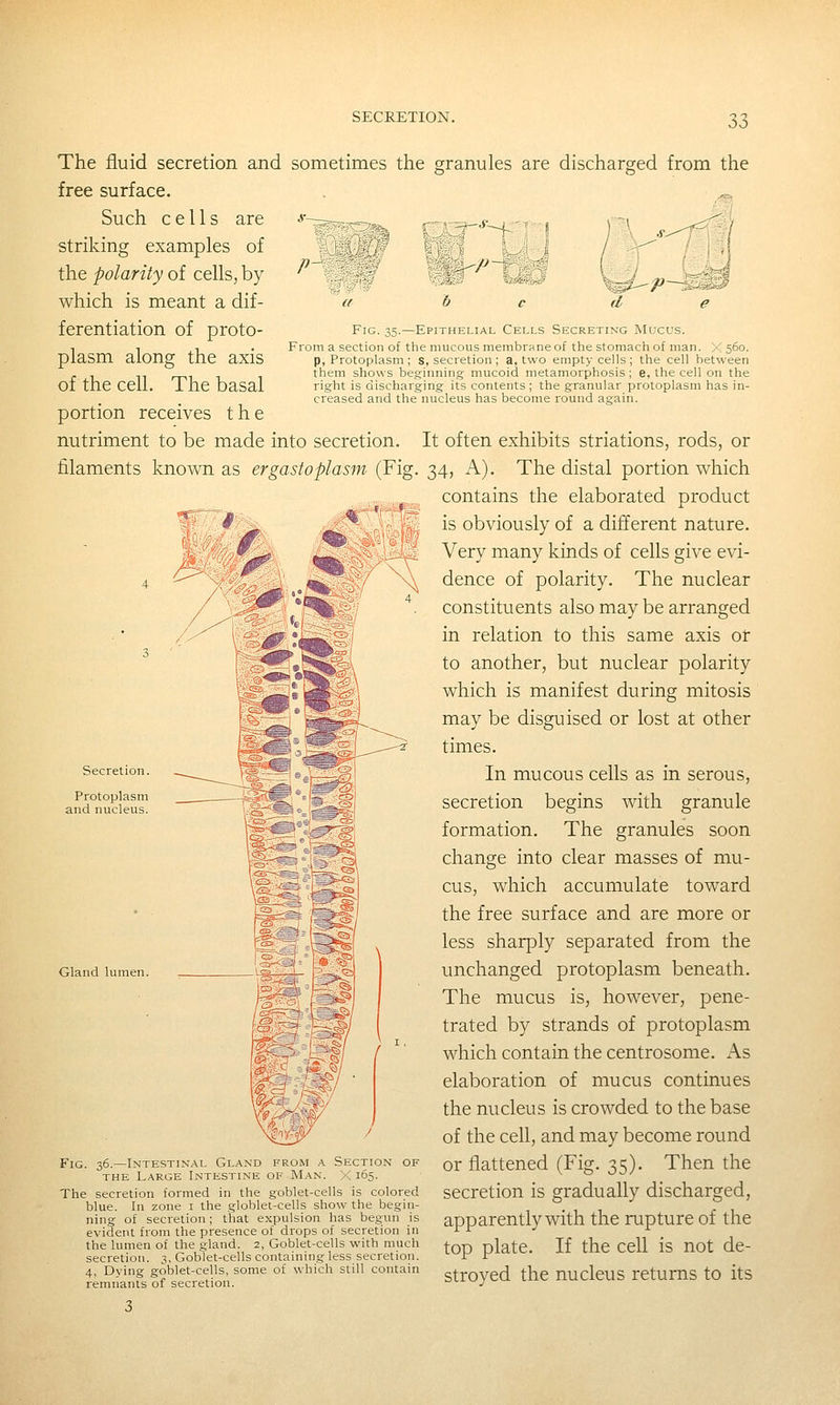 SECRETION. P- Fig. 35.—Epithelial Cells Secreting Mucus. From a section of the mucous membrane of the stomach of man. X 560. p, Protoplasm ; s, secretion; a, two empty cells; the cell between them shows be.Efinning: mucoid metamorphosis ; e, the cell on the rig-ht is discharging its contents ; the granular protoplasm has in- creased and the nucleus has become round again. The fluid secretion and sometimes the granules are discharged from the free surface. ^ Such cells are striking examples of the polarity of cells, by which is meant a dif- ferentiation of proto- plasm along the axis of the cell. The basal portion receives the nutriment to be made into secretion. It often exhibits striations, rods, or filaments known as ergastoplasm (Fig. 34, A). The distal portion which contains the elaborated product is obviously of a different nature. Very many kinds of cells give evi- dence of polarity. The nuclear constituents also may be arranged in relation to this same axis or to another, but nuclear polarity which is manifest during mitosis may be disguised or lost at other times. In mucous cells as in serous, secretion begins with granule formation. The granules soon change into clear masses of mu- cus, which accumulate toward the free surface and are more or less sharply separated from the unchanged protoplasm beneath. The mucus is, however, pene- trated by strands of protoplasm which contain the centrosome. As elaboration of mucus continues the nucleus is crowded to the base of the cell, and may become round or flattened (Fig. 35). Then the secretion is gradually discharged, apparently with the rupture of the top plate. If the cell is not de- stroyed the nucleus returns to its Secretion. Protoplasm and nucleus. Gland lumen. Fig. 36.—Intestin.al Gland from a Section of THE Large Intestine of Man. X 165. The secretion formed in the goblet-cells is colored blue. In zone i the globlet-cells show the begin- ning of secretion; that expulsion has begun is evident from the presence of drops of secretion in the lumen of the gland. 2, Goblet-cells with much secretion. 3, Goblet-cells containing less secretion. 4, Dying goblet-cells, some of which still contain remnants of secretion.