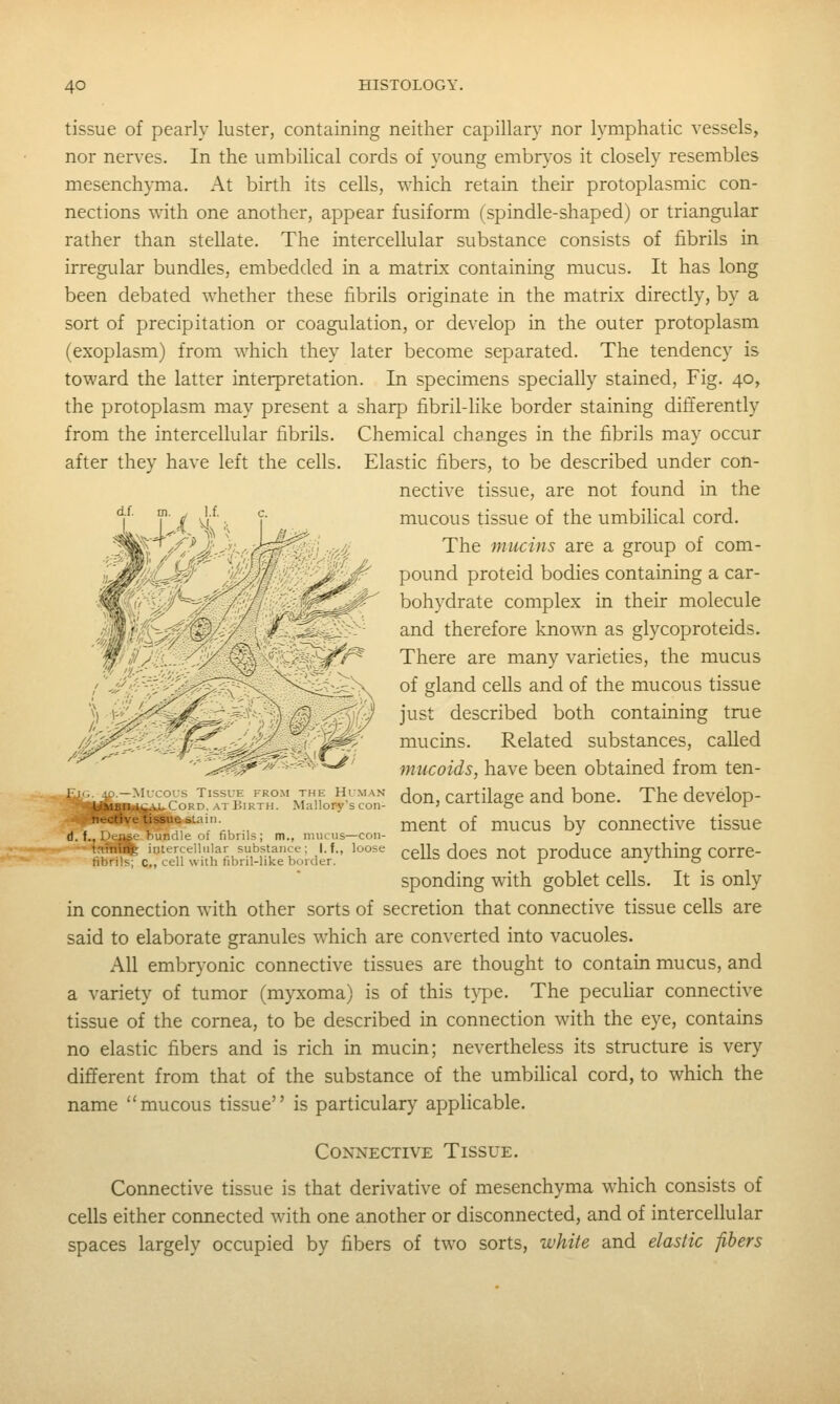 after they have left the cells. d.f. m. V i.i. tissue of pearly luster, containing neither capillary nor lymphatic vessels, nor nerves. In the umbilical cords of young embr\-os it closely resembles mesenchyma. At birth its cells, which retain their protoplasmic con- nections with one another, appear fusiform (spindle-shaped) or triangular rather than stellate. The intercellular substance consists of fibrils in irregular bundles, embedded in a matrix containing mucus. It has long been debated whether these fibrils originate in the matrLx directly, by a sort of precipitation or coagulation, or develop in the outer protoplasm (exoplasm) from which they later become separated. The tendency is toward the latter interpretation. In specimens specially stained, Fig. 40, the protoplasm may present a sharp fibril-like border staining differently from the intercellular fibrils. Chemical changes in the fibrils may occur Elastic fibers, to be described under con- nective tissue, are not found in the mucous tissue of the umbilical cord. The mucins are a group of com- pound proteid bodies containing a car- bohydrate complex in their molecule and therefore known as glycoproteids. There are many varieties, the mucus of gland cells and of the mucous tissue just described both containing true mucins. Related substances, called mucoids, have been obtained from ten- don, cartilage and bone. The develop- ment of mucus by connective tissue cells does not produce anything corre- sponding with goblet cells. It is only in connection with other sorts of secretion that connective tissue cells are said to elaborate granules which are converted into vacuoles. All embryonic connective tissues are thought to contain mucus, and a variety of tumor (myxoma) is of this tj'pe. The pecuhar connective tissue of the cornea, to be described in connection with the eye, contains no elastic fibers and is rich in mucin; nevertheless its structure is very different from that of the substance of the umbilical cord, to which the name mucous tissue is particulary applicable. —Mucous Tissue from the Human Cord, at Birth. Mallory's con- . f Di^»fcOuiBdle of fibrils; m., mucus—con- ■T^W^^ iotercellular substance; l.f., loose fibrils; c, cell with fibril-like border. Connective Tissue. Connective tissue is that derivative of mesenchyma which consists of cells either connected with one another or disconnected, and of intercellular spaces largely occupied by fibers of two sorts, white and elastic fibers