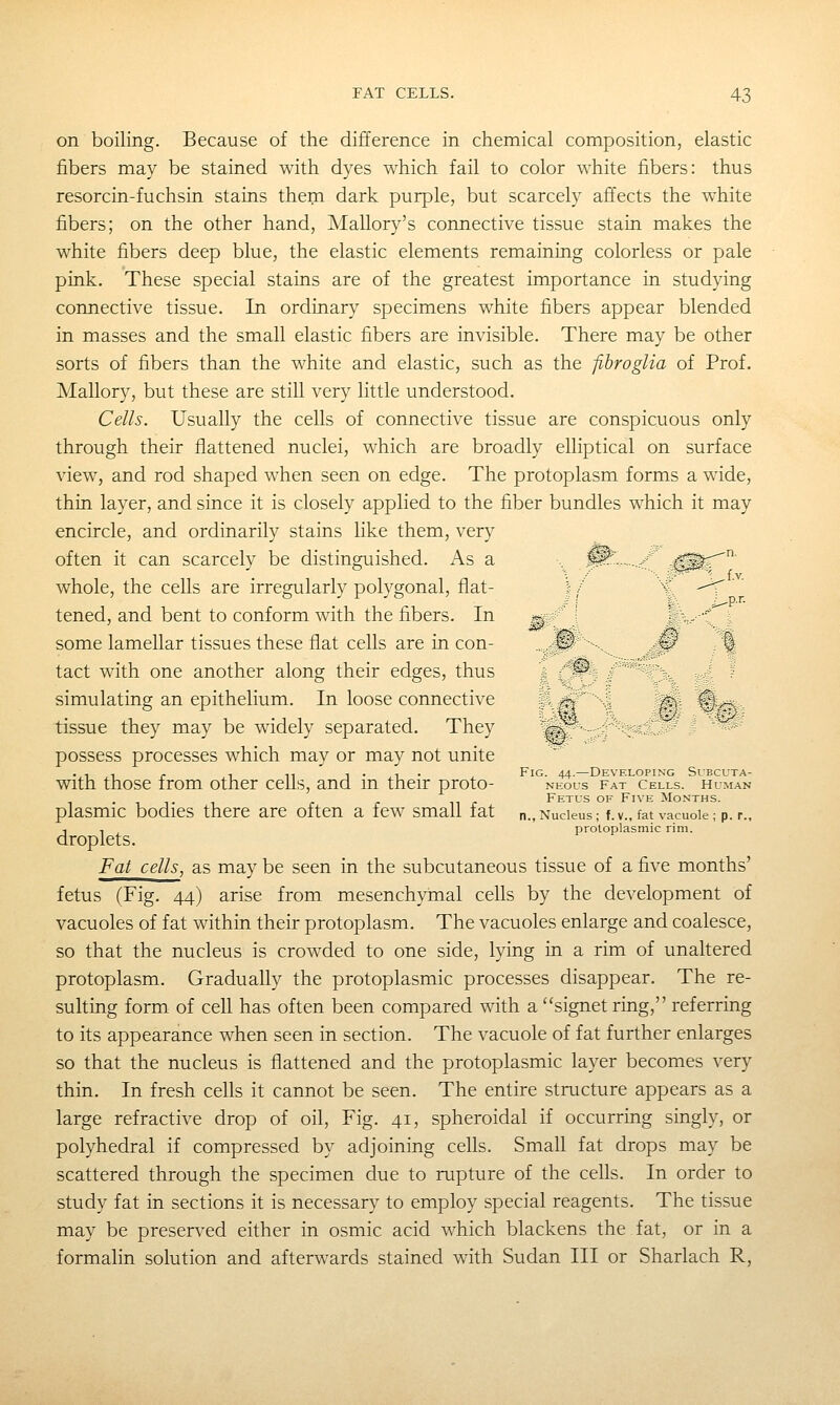on boiling. Because of the difference in chemical composition, elastic fibers may be stained with dyes which fail to color white fibers: thus resorcin-fuchsin stains them dark purple, but scarcely affects the white fibers; on the other hand, Mallory's connective tissue stain makes the white fibers deep blue, the elastic elements remaining colorless or pale pink. These special stains are of the greatest importance in studying connective tissue. In ordinary specimens white fibers appear blended in masses and the small elastic fibers are invisible. There may be other sorts of fibers than the white and elastic, such as the fibroglia of Prof. Mallory, but these are still very little understood. Cells. Usually the cells of connective tissue are conspicuous only through their flattened nuclei, which are broadly elliptical on surface view, and rod shaped when seen on edge. The protoplasm forms a wide, thin layer, and since it is closely applied to the fiber bundles which it may encircle, and ordinarily stains like them, very often it can scarcely be distinguished. x\s a ■, ^^.......^ . fv whole, the cells are irregularly polygonal, flat- | / '%, -^ tened, and bent to conform with the fibers. In ^^ \ Hv'C^. some lamellar tissues these flat cells are in con- ., ,^^' ■■■.. ^ /^ tact with one another along their edges, thus | {'^ : ' 'v ^ simulating an epithelium. In loose connective '-^fri''■ ^. v|),ct tissue they may be widely separated. They &^' ■■ ■ - -' ^ possess processes which may or may not unite . , , p , ,, 1 • ,1 • , Fig. 44.—Developing Subcuta- with those from other ceils, and m their proto- neous fat cells, hu.man . Fetus of Five Months. plasmic bodies there are often a few small fat n.,Nucleus; f.v.,fat vacuole; p. r., ., , protoplasmic rim. droplets. Fat cells, as may be seen in the subcutaneous tissue of a five months' fetus (Fig. 44) arise from mesenchymal cells by the development of vacuoles of fat within their protoplasm. The vacuoles enlarge and coalesce, so that the nucleus is crowded to one side, lying in a rim of unaltered protoplasm. Gradually the protoplasmic processes disappear. The re- sulting form of cell has often been compared with a signet ring, referring to its appearance when seen in section. The vacuole of fat further enlarges so that the nucleus is flattened and the protoplasmic layer becomes very thin. In fresh cells it cannot be seen. The entire structure appears as a large refractive drop of oil, Fig. 41, spheroidal if occurring singly, or polyhedral if compressed by adjoining cells. Small fat drops may be scattered through the specimen due to rupture of the cells. In order to study fat in sections it is necessary to employ special reagents. The tissue may be preserved either in osmic acid which blackens the fat, or in a formalin solution and afterwards stained with Sudan III or Sharlach R,