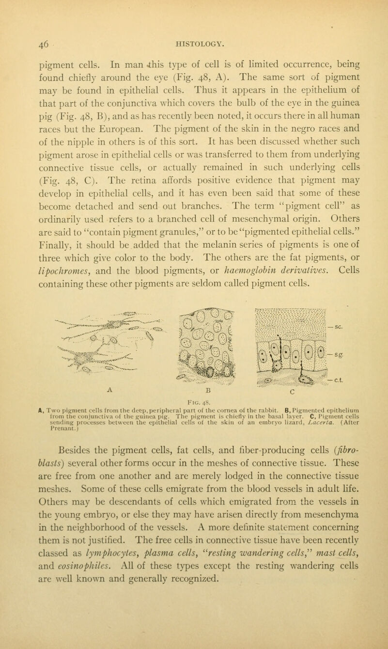 pigment cells. In man -this type of cell is of limited occurrence, being found chiefly around the eye (Fig. 48, A). The same sort of pigment may be found in epithelial cells. Thus it appears in the epithelium of that part of the conjuncti^a which covers the bulb of the eye in the guinea pig (Fig. 48, B), and as has recently been noted, it occurs there in all human races but the European. The pigment of the skin in the negro races and of the nipple in others is of this sort. It has been discussed whether such pigment arose in epithelial cells or was transferred to them from underlying connecti^-e tissue cells, or actually remained in such underlying cells (Fig. 48, C). The retina affords positive evidence that pigment may develop in epithelial cells, and it has even been said that some of these become detached and send out branches. The term pigment cell as ordinarily used refers to a branched cell of mesenchymal origin. Others are said to contain pigment granules, or to be pigmented epithehal cells. Finally, it should be added that the melanin series of pigments is one of three which give color to the body. The others are the fat pigments, or lipochromes, and the blood pigments, or haemoglobin derivatives. Cells containing these other pigments are seldom called pigment cells. ^:> sg. <^ -c.t. A C Fig. 4S. A, Two pigment cells from the deep, peripheral part of the cornea of the rabbit. B, Pigmented epithelium from the conjunctiva of the guinea pig. The pigment is chiefly in the basal layer. C, Pigment cells sending processes between the epithelial cells of the skin of an embryo lizard, Lacerta. (After Prenant.) Besides the pigment cells, fat cells, and fiber-producing cells {fihro- hlasts) several other forms occur in the meshes of connective tissue. These are free from one another and are merely lodged in the connective tissue meshes. Some of these cells emigrate from the blood vessels in adult life. Others may be descendants of cells which emigrated from the vessels in the young embryo, or else they may have arisen directly from mesenchyma in the neighborhood of the vessels. A more definite statemxcnt concerning them is not justified. The free cells in connective tissue have been recently classed as lymphocytes, plasma cells, '^resting wandering cells,^^ mast cells, and eosinophiles. All of these types except the resting wandering cells are well known and generally recognized.