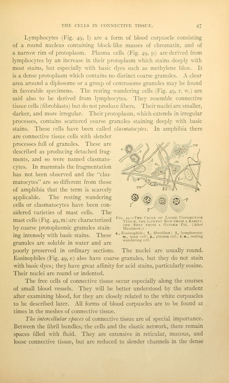 Lymphocytes (Fig. 49, 1; are a form, of blood corpuscle consisting of a round nucleus containing block-like masses of chromatin, and of a narrow rim of protoplasm. Plasma cells (Fig. 49, p) are derived from lymphocytes by an increase in their protoplasm which stains deeply with most stains, but especially with basic dyes such as methylene blue. It is a dense protoplasm which contains no distinct coarse granules. A clear area around a diplosome or a group of centrosome granules may be found in favorable specimens. The resting wandering cells (Fig. 49, r. w.j are said also to be derived from lymphocytes. They resemble connective tissue cells (fibroblasts; but do not produce fibers. Their nuclei are smaller, darker, and more irregular. Their protoplasm, which extends in irregular processes, contains scattered coarse granules staining deeply with basic stains. These cells have been called dasmatocytes. In amphibia there are connective tissue cells with slender processes fuU of granules. These are described as producing detached frag- ments, and so were named dasmato- cytes. In mammals the fragmentation has not been obserA'ed and the das- matocytes are so different from those of amphibia that the term is scarcely applicable. The resting wandering cells or dasmatocytes have been con- sidered varieties of mast cells. The mast cells (Fig. 49, m) are characterized by coarse protoplasmic granules stain- ing intensely with basic stains. These granules are soluble in water and are poorly preser\^ed in ordinary sections. The nuclei are usually round. Eosinophiles (Fig. 49, e; also have coarse granules, but they do not stain with basic dyes; they have great affinity for acid stains, particularly eosine. Their nuclei are round or indented. The free cells of connective tissue occur especially along the courses of small blood vessels. They will be better understood by the student after examining blood, for they are closely related to the white corpuscles to be described later. All forms of blood corpuscles are to be found at times in the meshes of connective tissue. The intercellular spaces of connective tissue are of special importance. Between the fibril bundles, the cells and the elastic network, there remain spaces filled with fluid. They are extensive in reticular, mucous, and loose connective tissue, but are reduced to slender channels in the dense Fig. 49.—The Cells of Loose Connective Tissue, the Lowest Row from a Rabbit, the Rest from .\ Guinea Pig. (After Maximow.) e., Eosinophile; f., fibroblast; I., lymphocyte; m., mast cell; p., plasma cell; p. w., resting wanderinsf cell.