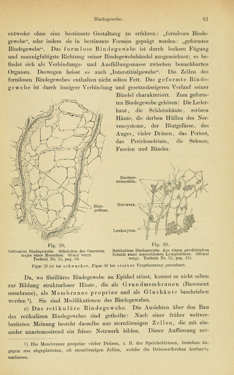 entweder ohne eine beötimrate Gestaltung zu erfahren: „tonnloses Binde- gewebe, oder indem sie in bestimmte Formen geprägt werden: „geformtes Bindegewebe. Das formlose Bindegewebe ist durch lockere Fügung und mannigfaltigste Richtung seiner Bindegewebsbündel ausgezeichnet; es be- findet sich als Verbinduugs- und Ausfüllungsmasse zwischen benachbarten Organen. Deswegen heisst es auch „Interstitialgewebe. Die Zellen des formlosen Bindegewebes enthalten nicht selten Fett. Das geformte Binde- gewebe ist durch innigere Verbindung und gesetzmässigeren Verlauf seiner Bündel charakterisirt. Zum geform- ten Bindegewebe gehören: Die Leder- haut, die Schleimhäute, serösen Häute, die derben Hüllen des Ner- vensystems, der Blutgefässe, des Auges, vieler Drüsen, das Periost, das Perichondrium, die Sehnen, Fascien und Bänder. Netzwerk Leukocyten Fig. Geformtes Bindegewebe. Stückchen des' Omentum majus eines Menschen. 60mal vergr. Technik Nr. 15, pag. 69. Figur 29 ist bei schwacher, Figur 30 bei starker Vergrösserung gezeichnet Fig. 30. Eetikuläres Bindegewebe. Aus einem geschüttelten Schnitt einer menschlichen Lymphdrüsse. 560 mal vergr. Technik Nr. 53, pag. 111. Da, wo fibrilläres Bindegewebe an Epithel stösst, kommt es nicht selten zur Bildung strukturloser Häute, die als Grundmembranen (Basement membrane), als Membranae propriae und als Glashäute beschrieben werden ^). Sie sind Modifikationen des Bindegewebes. c) Das retikuläre Bindegewebe. Die Ansichten über den Bau des retikulären Bindegewebes sind getheilte: Nach einer früher weitver- breiteten Meinung besteht dasselbe aus sternförmigen Zellen, die mit ein- ander anastomosirend ein feines Netzwerk bilden. Dieser Auffassung ent- 1) Die Membranae propriae vieler Drüsen, z. ß. der Speicheldrüsen, bestehen da- gegen aus abgeplatteten, oft sternförmigen Zellen, welche die Drüsenröhrchen korbariio umfassen.
