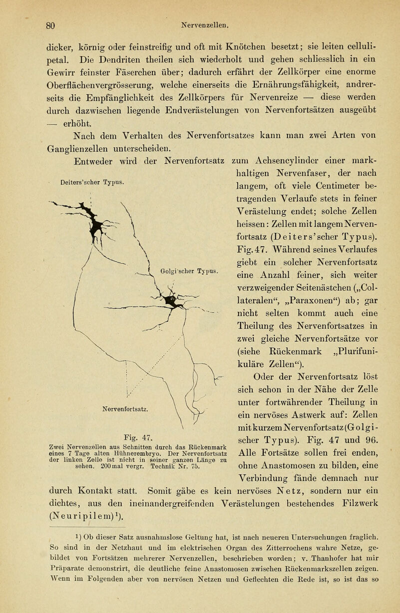 Deiters'scher Typus. Golgi'scher Typus. dicker, körnig oder feinstreifig und oft mit Knötchen besetzt; sie leiten celluli- petal. Die Dendriten theilen sich wiederholt und gehen schliesslich in ein Gewirr feinster Fäserchen über; dadurch erfährt der Zellkörper eine enorme Oberflächen vergrösser ung, welche einerseits die Ernährungsfähigkeit, andrer- seits die Empfänglichkeit des Zellkörpers für Nervenreize — diese werden durch dazwischen liegende Endverästelungen von Nervenfortsätzen ausgeübt —• erhöht. Nach dem Verhalten des Nervenfortsatzes kann man zwei Arten von Ganglienzellen unterscheiden. Entweder wird der Nervenfortsatz zum Achsencylindcr einer mark- haltigen Nervenfaser, der nach langem, oft viele Centimeter be- tragenden Verlaufe stets in feiner Verästelung endet; solche Zellen heissen: Zellen mit langem Nerven- fortsatz (Deiters'scher Typus). Fig. 47. Während seines Verlauf es giebt ein solcher Nervenfortsatz eine Anzahl feiner, sich weiter verzweigender Seitenästchen („Col- lateralen, „Paraxonen) ab; gar nicht selten kommt auch eine Theilung des Nervenfortsatzes in zwei gleiche Nervenfortsätze vor (siehe Rückenmark „Plurifuni- kuläre Zellen). Oder der Nerven fortsatz löst sich schon in der Nähe der Zelle unter fortwährender Theilung in ein nervöses Astwerk auf: Zellen mit kurzem Nervenfortsatz (G o 1 g i - scher Typus). Fig. 47 und 96. Alle Fortsätze sollen frei enden, ohne Anastomosen zu bilden, eine Verbindung fände demnach nur durch Kontakt statt. Somit gäbe es kein nervöses Netz, sondern nur ein dichtes, aus den ineinandergreifenden Verästelungen bestehendes Filz werk (Neuripilem)^). Nervenfortsatz, Fig. 47. Zwei Nervenzellen aus Schnitten durch das Rückenmark eines 7 Tage alten Hühnerembryo. Der Nervenfortsatz der linken Zelle ist nicht in seiner ganzen Länge zu sehen. 200 mal vergr. Technik Nr. 75. 1) Ob dieser Satz ausnahmslose Geltung hat, ist nach neueren Untersuchungen fraglich. So sind in der Netzhaut und im elektrischen Organ des Zitterrochens wahre Netze, ge- bildet von Fortsätzen mehrerer Nervenzellen, beschrieben worden; v. Thanhofer hat mir Präparate demonstrirt, die deutliche feine Anastomosen zwischen ßückenmarkszellen zeigen. Wenn im Folgenden aber von nervösen Netzen und Geflechten die Eede ist, so ist das so