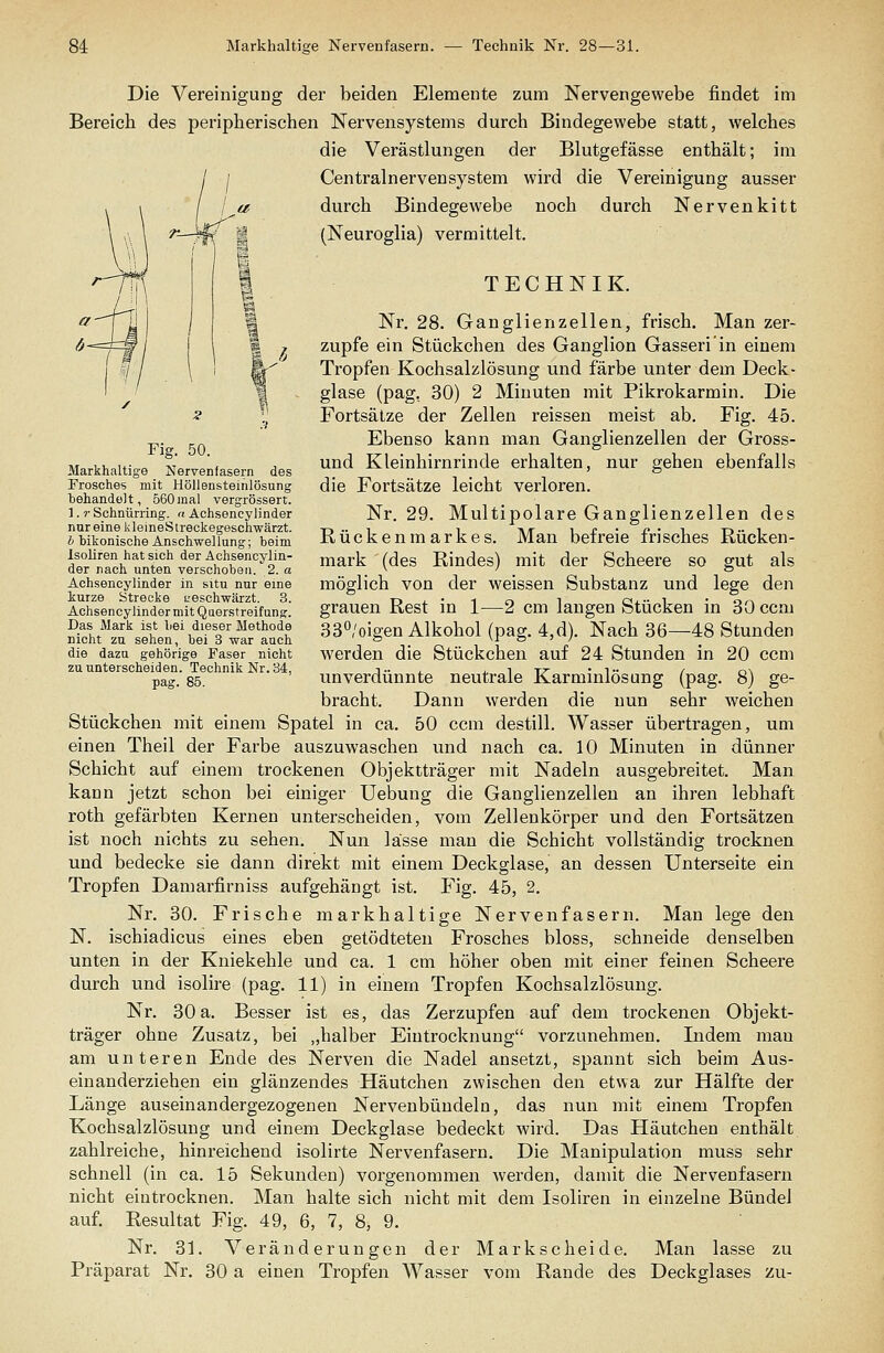 Markhaltis'e Nervenfaseru. — Techuik Nr. 28—31. Die Vereinigung der beiden Elemente zum Nervengewebe findet im Bereich des peripherischen Nervensystems durch Bindegewebe statt, welches die Verästlungen der Blutgefässe enthält; im Centralnerven System wird die Vereinigung ausser / if durch Bindegewebe noch durch Nervenkitt r—^^' i (Neuroglia) vermittelt. TECHNIK. Nr. 28. Ganglienzellen, frisch. Man zer- zupfe ein Stückchen des Ganglion Gasseri'in einem Tropfen Kochsalzlösung und färbe unter dem Deck- glase (pag, 30) 2 Minuten mit Pikrokarmin. Die Fortsätze der Zellen reissen meist ab. Fig. 45. Ebenso kann man Ganglienzellen der Gross- und Kleinhirnrinde erhalten, nur gehen ebenfalls die Fortsätze leicht verloren. Nr. 29. Multipolare Ganglienzellen des Rückenmarkes. Man befreie frisches Rücken- mark (des Rindes) mit der Scheere so gut als möglich von der weissen Substanz und lege den grauen Rest in 1—2 cm langen Stücken in 30 ccm 330/oigen Alkohol (pag. 4,d). Nach 36—48 Stunden werden die Stückchen auf 24 Stunden in 20 ccm unverdünnte neutrale Karminlösung (pag. 8) ge- bracht. Dann werden die nun sehr weichen Stückchen mit einem Spatel in ca. 50 ccm destill. Wasser übertragen, um einen Theil der Farbe auszuwaschen und nach ca. 10 Minuten in dünner Schicht auf einem trockenen Objektträger mit Nadeln ausgebreitet. Man kann jetzt schon bei einiger Uebung die Ganglienzellen an ihren lebhaft roth gefärbten Kernen unterscheiden, vom Zellenkörper und den Fortsätzen ist noch nichts zu sehen. Nun lasse man die Schicht vollständig trocknen und bedecke sie dann direkt mit einem Deckglase, an dessen Unterseite ein Tropfen Damarfirniss aufgehängt ist. Fig. 45, 2. Nr. 30. Frische markhaltige Nervenfasern. Man lege den N. ischiadicus eines eben getödteteu Frosches bloss, schneide denselben unten in der Kniekehle und ca. 1 cm höher oben mit einer feinen Scheere durch und isolire (pag. 11) in einem Tropfen Kochsalzlösung. Nr. 30 a. Besser ist es, das Zerzupfen auf dem trockenen Objekt- träger ohne Zusatz, bei „halber Eintrocknung vorzunehmen. Indem mau am unteren Ende des Nerven die Nadel ansetzt, spannt sich beim Aus- einanderziehen ein glänzendes Häutchen zwischen den etwa zur Hälfte der Länge auseinandergezogenen Nervenbündeln, das nun mit einem Tropfen Kochsalzlösung und einem Deckglase bedeckt wird. Das Häutchen enthält zahlreiche, hinreichend isolirte Nervenfasern. Die Manipulation muss sehr schnell (in ca. 15 Sekunden) vorgenommen werden, damit die Nervenfasern nicht eintrocknen. Man halte sich nicht mit dem Isoliren in einzelne Bündel auf. Resultat Fig. 49, 6, 7, 8, 9. Nr. 31. Veränderungen der Markscheide. Man lasse zu Präparat Nr. 30 a einen Tropfen Wasser vom Rande des Deckglases zu- Fig. 50. Markhaltige Nervenfasern des Frosches mit Höllensteinlösung behandelt, 660inal vergrössert. 1. r Schnürring, a Achsencylinder nur eine kleineSireckegeschwärzt. i bikonische Anschwellung; beim Isoliren hat sich der Achsencylin- der nach unten verschoben.'2. a Achsencylinder in situ nur eine kurze Strecke L-eschwärzt. 3. Achsencylinder mit Querstreifung. Das Mark ist bei dieser Methode nicht zu sehen, bei 3 war auch die dazu gehörige Faser nicht zu unterscheiden. Technik Nr. 34, pag. 85.