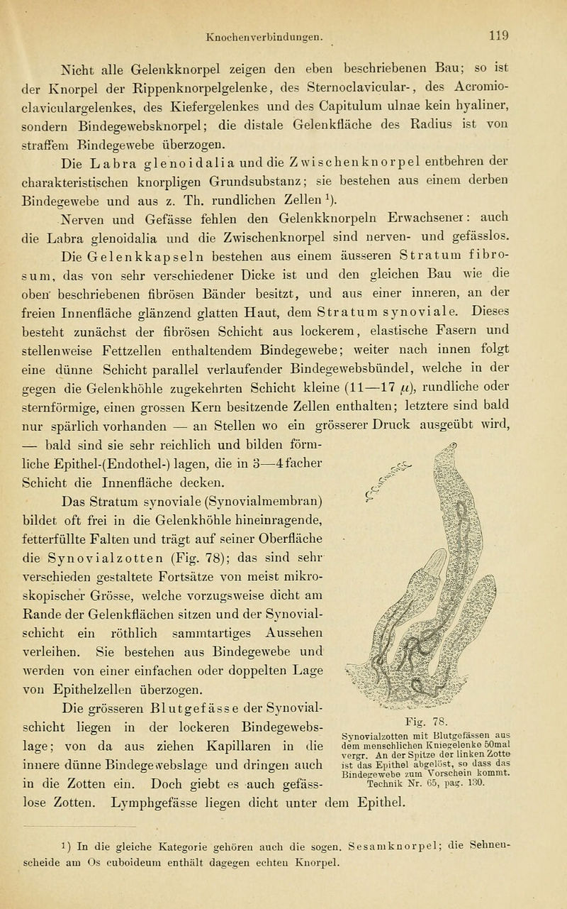 Nicht alle Geleiikknorpel zeigen den eben beschriebenen Bau; so ist der Knorpel der Rippenknorpelgelenke, des Sternoclavicular-, des Acromio- claviculargelenkes, des Kiefergelenkes und des Capituluni ulnae kein hyaliner, sondern Bindegewebsknorpel; die distale Gelenkfläche des Radius ist von strafiTem Bindegewebe überzogen. Die Labra glenoidalia und die Zwischenknorpel entbehren der charakteristischen knorpligen Grundsubstanz; sie bestehen aus einem derben Bindegewebe und aus z. Th. rundlichen Zellen ^). Nerven und Gefässe fehlen den Gelenkknorpeln Erwachsener: auch die Labra glenoidalia und die Zwischenknorpel sind nerven- und gefässlos. Die Gelenkkapseln bestehen aus einem äusseren Stratum fibro- sum, das von sehr verschiedener Dicke ist und den gleichen Bau wie die oben' beschriebenen fibrösen Bänder besitzt, und aus einer inneren, an der freien Innenfläche glänzend glatten Haut, dem Stratum synoviale. Dieses besteht zunächst der fibrösen Schicht aus lockerem, elastische Fasern und stellenweise Fettzellen enthaltendem Bindegewebe; weiter nach innen folgt eine dünne Schicht parallel verlaufender Bindegewebsbündel, welche in der gegen die Gelenkhöhle zugekehrten Schicht kleine (11—17 f.i), rundliche oder sternförmige, einen grossen Kern besitzende Zellen enthalten; letztere sind bald nur spärlich vorhanden — an Stellen wo ein grösserer Druck ausgeübt wird, — bald sind sie sehr reichlich und bilden förm- liche Epithel-(Endothel-) lagen, die in 3—4facher Schicht die Innenfläche decken. Das Stratum synoviale (Synovialmembran) bildet oft frei in die Gelenkhöhle hineinragende, fetterfüllte Falten und trägt auf seiner Oberfläche die Synovialzotten (Fig. 78); das sind sehr verschieden gestaltete Fortsätze von meist mikro- skopischer Grösse, welche vorzugsweise dicht am Rande der Gelenkflächen sitzen und der Synovial- schicht ein röthlich sammtartiges Aussehen verleihen. Sie bestehen aus Bindegewebe und werden von einer einfachen oder doppelten Lage von Epithelzellen überzogen. Die grösseren Blutgefässe der Synovial- schicht liegen in der lockeren Bindegewebs- lage; von da aus ziehen Kapillaren in die innere dünne Bindegevvebslage und dringen auch in die Zotten ein. Doch giebt es auch gefäss- lose Zotten. Lymphgefässe liegen dicht unter dem Epithel ri~y r i Fig 78 Synovialzotten mit Bliita;ef issen aus dem menschlichen Knies;elonke öOmal vergr. An der Spitze der linken Zotte ist das Epithel abgelöst, so dass das Bindegewebe zum Vorschein kommt. Technik Nr. 65, pag. 130. 1) In die gleiche Kategorie gehören auch die sogen. Sesamknorpel; die Sehneu- scheide am Os cuboideum enthält dagegen echten Knorpel.