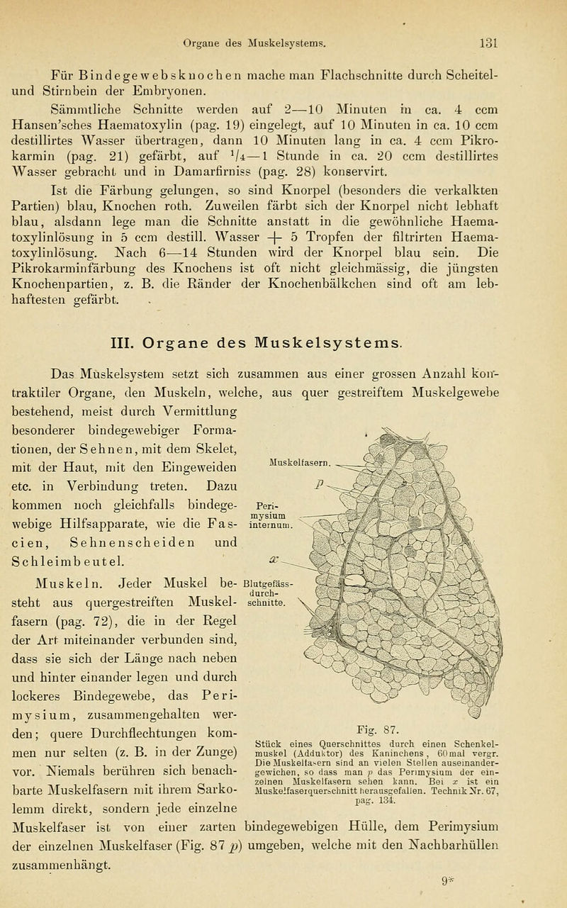Für Bindegewebskuoeben mache man Flachschnitte durch Scheitel- und Stirnbein der Embryonen. Sämmtliche Schnitte werden auf 2—10 Minuten in ca. 4 com Hansen'sches Haematoxylin (pag. 19) eingelegt, auf 10 Minuten in ca. 10 ccm destillirtes Wasser übertragen, dann 10 Minuten lang in ca. 4 ccm Pikro- karmin (pag. 21) gefärbt, auf ^U—1 Stunde in ca. 20 ccm destillirtes Wasser gebracht und in Damarfii'niss (pag. 28) konservirt. Ist die Färbung gelungen, so sind Knorpel (besonders die verkalkten Partien) blau, Knochen roth. Zuweilen färbt sich der Knorpel nicht lebhaft blau, alsdann lege man die Schnitte anstatt in die gewöhnliche Haema- toxylinlösung in 5 ccm destill. Wasser -|- 5 Tropfen der filtrirten Haema- toxylinlösung. Nach 6—14 Stunden wird der Knorpel blau sein. Die Pikrokarminfärbung des Knochens ist oft nicht gleichmässig, die jüngsten Knochenpartien, z. B. die Ränder der Knochenbälkchen sind oft am leb- haftesten sefärbt. Muskelfasern. .^ Peri- mysium 3. c III. Organe des Muskelsystems. Das Muskelsystem setzt sich zusammen aus einer grossen Anzahl kon- traktiler Organe, den Muskeln, welche, aus quer gestreiftem Muskelgewebe bestehend, meist durch Vermittlung besonderer bindegewebiger Forma- _ ^js- , tionen, der Sehnen, mit dem Skelet, : mit der Haut, mit den Eingeweiden etc. in Verbindung treten. Dazu kommen noch gleichfalls bindege- webige Hilfsapparate, wie die Fas- inteTnuai. cien, Sehnenscheiden und Schleimb eutel. Muskeln Jeder Muskel be- Blutgefäss durch- steht aus quergestreiften Muskel- schnitte. fasern (pag. 72), die in der Regel der Art miteinander verbunden sind, dass sie sich der Länge nach neben und hinter einander legen und durch lockeres Bindegewebe, das Peri- mysium, zusammengehalten wer- ^ den; quere Durchflechtungen kom- men nur selten (z. B. in der Zunge) vor. Niemals berühren sich benach- barte Muskelfasern mit ihrem Sarko- lemm direkt, sondern jede einzelne Muskelfaser ist von einer zarten bindegewebigen Hülle, dem Perimysium der einzelnen Muskelfaser (Fig. 87^) umgeben, welche mit den Nachbarhüllen zusammenhängt. 9* Fig. 87. Stück eines Querschnittes durch einen Schenkel- muskel (Adduktor) des Kaninchens, 60mal vergr. Die Muskellasern sind an vielen Stellen auseinander- gewichen, so dass man /> das Perimysium der ein- zelnen Muskelfasern sehen kann. Bei x ist ein Muskelfaserquerachnitt herausgefallen. Technik Nr. 67, pag. 134.