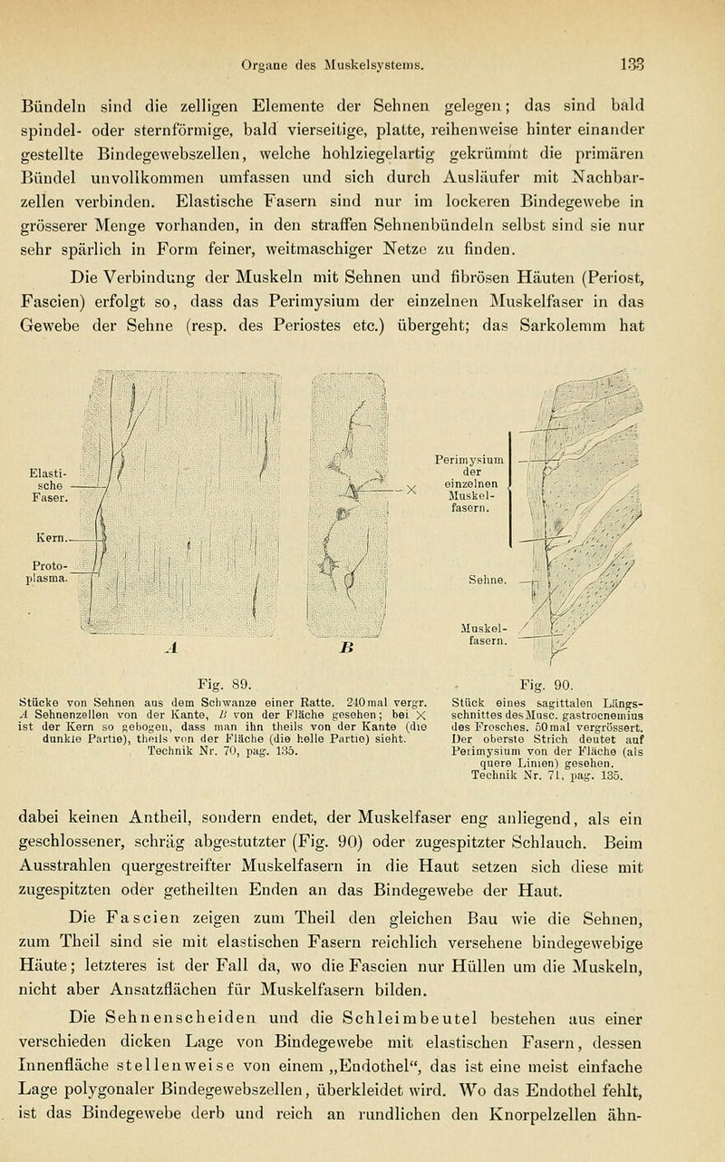 Bündeln sind die zelligen Elemente der Sehnen gelegen; das sind bald Spindel- oder sternförmige, bald vierseitige, platte, reihenweise hinter einander gestellte Bindegewebszellen, welche hohlziegelartig gekrümint die primären Bündel unvollkommen umfassen und sich durch Ausläufer mit Nachbar- zellen verbinden. Elastische Fasern sind nur im lockeren Bindegewebe in grösserer Menge vorhanden, in den straffen Sehnenbündeln selbst sind sie nur sehr spärlich in Form feiner, weitmaschiger Netze zu finden. Die Verbindung der Muskeln mit Sehnen und fibrösen Häuten (Periost, Fascien) erfolgt so, dass das Perimysium der einzelnen Muskelfaser in das Gewebe der Sehne (resp. des Periostes etc.) übergeht; das Sarkolemm hat Elasti- sche Faser. Kern.. Proto- plasma. Perimysium der /r,,,  Y einzelnen ^'~E -^ Jluskel- m- '. fasern. n Fig. 89. Stücke von Sehnen aus dem Schwänze einer Ratte. 240 mal vergr. A Sehnenzellen von der Kante, B von der B'läche gesehen; bei X ist der Kern so gebogen, dass man ihn theils von der Kante (die dunkle Partie), thßils von der P'läche (die helle Partie) sieht. Technik Nr. 70, pag. 135. Sehne. Muskel- /,S','j (L-' fasern Fig. 90. Stück eines sagittalen Längs- schnittes des Muse, gastrocneuiius des Frosches. 50 mal vergrössert. Der oberste Strich deutet auf Perimysium von der Fläche (als quere Linien) gesehen. Technik Nr. 71, pag. 135. dabei keinen Antheil, sondern endet, der Muskelfaser eng anliegend, als ein geschlossener, schräg abgestutzter (Fig. 90) oder zugespitzter Schlauch. Beim Ausstrahlen quergestreifter Muskelfasern in die Haut setzen sich diese mit zugespitzten oder getheilten Enden an das Bindegewebe der Haut. Die Fascien zeigen zum Theil den gleichen Bau wie die Sehnen, zum Theil sind sie mit elastischen Fasern reichlich versehene bindegewebige Häute; letzteres ist der Fall da, wo die Fascien nur Hüllen um die Muskeln, nicht aber Ansatzflächen für Muskelfasern bilden. Die Sehnenscheiden und die Schleimbeutel bestehen aus einer verschieden dicken Lage von Bindegewebe mit elastischen Fasern, dessen Innenfläche stellenweise von einem „Endothel, das ist eine meist einfache Lage polygonaler Bindegewebszellen, überkleidet wird. Wo das Endothel fehlt, ist das Bindegewebe derb und reich an rundlichen den Knorpelzellen ahn-