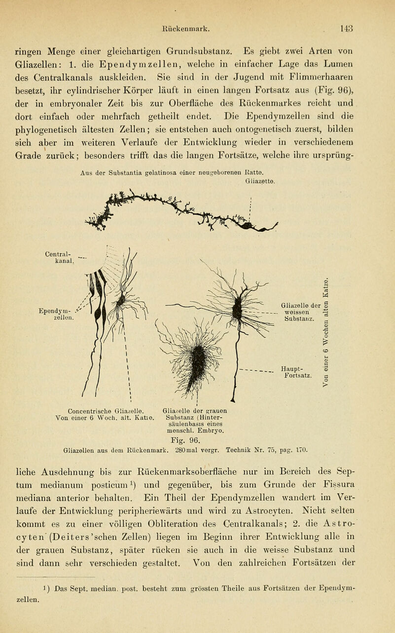 ringen Menge einer gleichartigen Grundsubstanz. Es giebt zwei Arten von Gliazellen: 1. die Ependymzellen, welche in einfacher Lage das Lunnen des Centralkanals auskleiden. Sie sind in der Jugend mit Flimmerhaaren besetzt, ihr cylindrischer Körper läuft in einen langen Fortsatz aus (Fig. 96), der in embryonaler Zeit bis zur Oberfläche des Rückenmarkes reicht und dort einfach oder mehrfach getheilt endet. Die Ependymzellen sind die phylogenetisch ältesten Zellen; sie entstehen auch ontogenetisch zuerst, bilden sich aber im weiteren Verlaufe der Entwicklung wieder in verschiedenem Grade zurück; besonders trifft das die langen Fortsätze, welche ihre ursprüng- Aus der Substantia gelatinosa einer neugeborenen Hatte. Gliazette. Central- kanal. Ependym- zellen. Gliazelle der § weissen ^ Substanz. Concentrische Gliazelle. Glia^.elle der «rauen Von einer 6 VVoch. alt. Katze. Substanz (Hinter- säulenbasis eines menschl. Embryo. Fig. 96. Gliazellen aus dem Rückenmark. 280mal vergr. Technik Nr. 75, pag. 170. liehe Ausdehnung bis zur Rückenmarksoberfläche nur im Bereich des Sep- tum medianum posticum ^) und gegenüber, bis zum Grunde der Fissura mediana anterior behalten. Ein Theil der Ependymzellen wandert im Ver- laufe der Entwicklung peripheriewärts und wird zu Astrocyten. Nicht selten kommt es zu einer völligen Obliteration des Centralkanals; 2. die Astro- cyten'(Deiters'scheu Zellen) liegen im Beginn ihrer Entwicklung alle in der grauen Substanz, später rücken sie auch in die weisse Substanz und sind dann sehr verschieden gestaltet. Von den zahlreichen Fortsätzen der Zellen. 1) Das Sept. median, post. besteht zum grössten Theile aus Fortsätzeu der Ependym-