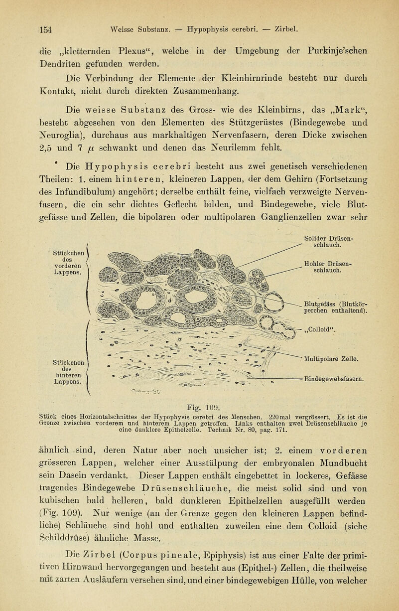 die „kletternden Plexus, welche in der Umgebung der Purkinje'schen Dendriten gefunden werden. Die Verbindung der Elemente der Kleinhirnrinde besteht nur durch Kontakt, nicht durch direkten Zusammenhang. Die weisse Substanz des Gross- wie des Kleinhirns, das „Mark, })esteht abgesehen von den Elementen des Stützgerüstes (Bindegewebe und Neuroglia), durchaus aus markhaltigen Nervenfasern, deren Dicke zwischen 2,5 und 7 (.i schwankt und denen das Neurilemm fehlt. Die Hypophysis cerebri besteht aus zwei genetisch verschiedenen Theilen: 1. einem hinteren, kleineren Lappen, der dem Gehirn (Fortsetzung des Infundibulum) angehört; derselbe enthält feine, vielfach verzweigte Nerven- fasern, die ein sehr dichtes Geflecht bilden, und Bindegewebe, viele Blut- gefässe und Zellen, die bipolaren oder multipolaren Ganglienzellen zwar sehr hinteren Lappens. Solider Drüsen- schlauch. Hohler Drüsen- schlauch. Blutgefäss (Blutkör- perchen enthaltend). „Colloid. Multipolare Zelle. Bindege-websfasern. Fig. 109. Stück eines Horizontalschnittes der Hypophysis cerebri des Menschen. 220 mal vergrössert. Es ist die Grenze zwischen vorderem und hinterem Lappen getroffen. Links enthalten zwei Drtisenschläuche je eine dunklere Epithelzelle. Technik Nr. 80, pag. 17L .ähnlich sind, deren Natur aber noch unsicher ist; 2. einem vorderen grösseren Lappen, welcher einer Ausstülpung der embryonalen Mundbucht sein Dasein verdankt. Dieser Lappen enthält eingebettet in lockeres, Gefässe tragendes Bindegewebe Drüsenschläuche, die meist solid sind und von kubischen bald helleren, bald dunkleren Epithelzellen ausgefüllt werden (Fig. 109). Nur wenige (an der Grenze gegen den kleineren Lappen befind- liche) Schläuche sind hohl und enthalten zuweilen eine dem Colloid (siehe Schilddrüse) ähnliche Masse. Die Zirbel (Corpus pineale, Epiphysis) ist aus einer Falte der primi- tiven Hirn wand hervorgegangen und besteht aus (Epithel-) Zellen, die theilweise mit zarten Ausläufern versehen sind, und einer bindegewebigen Hülle, von welcher