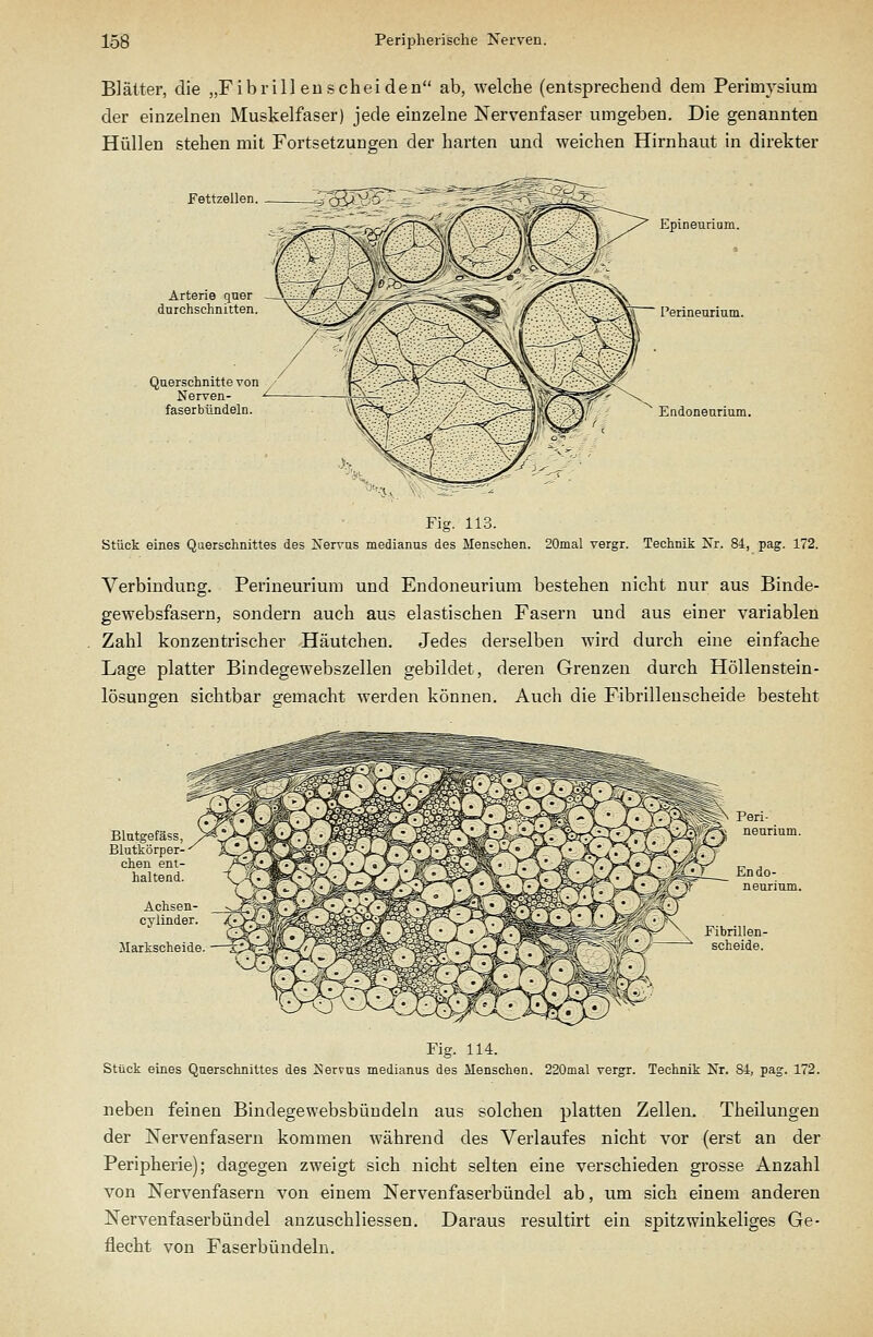 Blätter, die „Fibri 11 eu scheiden ab, welche (entsprechend dem Periinysium der einzelnen Muskelfaser) jede einzelne Nervenfaser umgeben. Die genannten Hüllen stehen mit Fortsetzungen der harten und weichen Hirnhaut in direkter Fettzellen. Epineurium. Perineurium. Endoneurium. Fig. 113. Stück eines Querschnittes des Xervus medianus des Menschen. 20mal vergr. Technik Xr. 84, pag. 172. Verbindung. Perineurium und Endoneurium bestehen nicht nur aus Binde- gewebsfasern, sondern auch aus elastischen Fasern und aus einer variablen Zahl konzentrischer Häutchen. Jedes derselben wird durch eine einfache Lage platter Bindegewebszellen gebildet, deren Grenzen durch Höllenstein- lösungen sichtbar gemacht werden können. Auch die Fibrilleuscheide besteht Endo- neurium. Achsen- cylinder Markscheide Fibnllen- scheide. Fig. 114. Stück eines Querschnittes des ISIervus medianus des Menschen. 220mal vergr. Technik Nr. 84, pag. 172. neben feinen Bindegewebsbüudeln aus solchen platten Zellen. Theilungen der Nervenfasern kommen während des Verlaufes nicht vor (erst an der Peripherie); dagegen zweigt sich nicht selten eine verschieden grosse Anzahl von Nervenfasern von einem Nervenfaserbündel ab, um sich einem anderen Nervenfaserbündel anzuschliessen. Daraus resultirt ein spitzwinkeliges Ge- flecht von Faserbündeln.