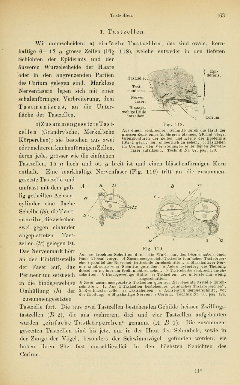 Tcastzello Corium. Flg. 118. Aus einem senkrechten Schnitte durch die Haut der grossen Zehe eines 25,jährigen Mannes, 240mal vergr. Grenzkonturen der Zellen und Kerne der Epidermis (Strat. germ.) nur undeutlich zu sehen. X Tastzellen im Corium, den Verastelungron einer feinen Nerven- faser aufsitzend. Technik Nr. 87, pag-. 173. ]. TastZellen. Wir unterscheiden: a) einfache Tastzellen, das sind ovale, kern- haltige 6—12 (.1 grosse Zellen (Fig. 118), welche entweder in den tiefsten Schichten der Epidermis und der äusseren Wurzelscheide der Haare oder in den angrenzenden Partien des Coriura gelegen sind. Marklose Nervenfasern legen sich mit einer schalenförmigen Verbreiterung, dem Tastmeniscus, an die Unter- fläche der Tastzellen. b) Z US am mengesetz teTast- zellen (Grandry'sche, Merkel'sche Körperchen); sie bestehen aus zwei oder mehreren kuchenförmigen Zellen, deren jede, grösser wie die einfachen Tastzellen, Ib [.i hoch und 50 j-i breit ist und einen bläschenförmigen Kern enthält. Eine markhaltige Nervenfaser (Fig. 119) tritt an die zusammen- gesetzte Tastzelle und umfasst mit dem gab- iig getheilten Achsen- cylinder eine flache Scheibe (fe), dieTast- scheibe, die zwischen zwei gegen einander abgeplatteten Tast- zellen (tz) gelegen ist. Das Nervenmark hört , ,, ^ , . , , ^^^ „/, , , ,• ^, ' ,_ , . Aus senkrechten Schnitten durch die \v achshaut des Überschnabels einer an der Eintrittsstelle G-ans, 240mal vergr. A zusammengesetzte Tastzelle (einfaches Tastkörper- chen) parallel der Nerveneintrittsstelle durchschnitten, n Markhaltiger Nerv der Faser auf das ^^r stückweise vom Schnitte getroffen, a Achsencylinder; die Theilung ' desselben ist hier im Profil nicht zu sehen. «■? Tastscheibe senkrecht durch- Perineurium setzt sich schnitten, h Bindegewebige Hülle ti Tastzellen, die unterste nur wenig angeschnitten. in die bindegewebige ^ Zwei zusammengesetzte Tastzellen quer zur Nerveneintrittsstelle durch- ° ° schnitten. 1. Aus 4 Tastzellen bestehendes ,,einfaches Tastkörperchen. Umhüllung ill) der '^- Zwillm^stastzelle. ts Tastschetben. a Achsencylinderquerschnitt, vor ° ^ der Theilung. n Markhaltige Nerven, c Corium. Technik Nr. 88, pag. 174. zusammengesetzten Tastzelle fort. Die aus zwei Tastzellen bestehenden Gebilde heissen Zwillings- tastzellen [JB 2), die aus mehreren, drei und vier Tastzellen aufgebauten wurden „einfache Tastkörperchen genannt {A, JB 1). Die zusammen- gesetzten Tastzellen sind bis jetzt nur in der Haut des Schnabels, sowie in der Zunge der Vögel, besonders der Schwimmvögel, gefunden worden; sie haben ihren Sitz fast ausschliesslich in den höchsten Schichten des Corium. 11^