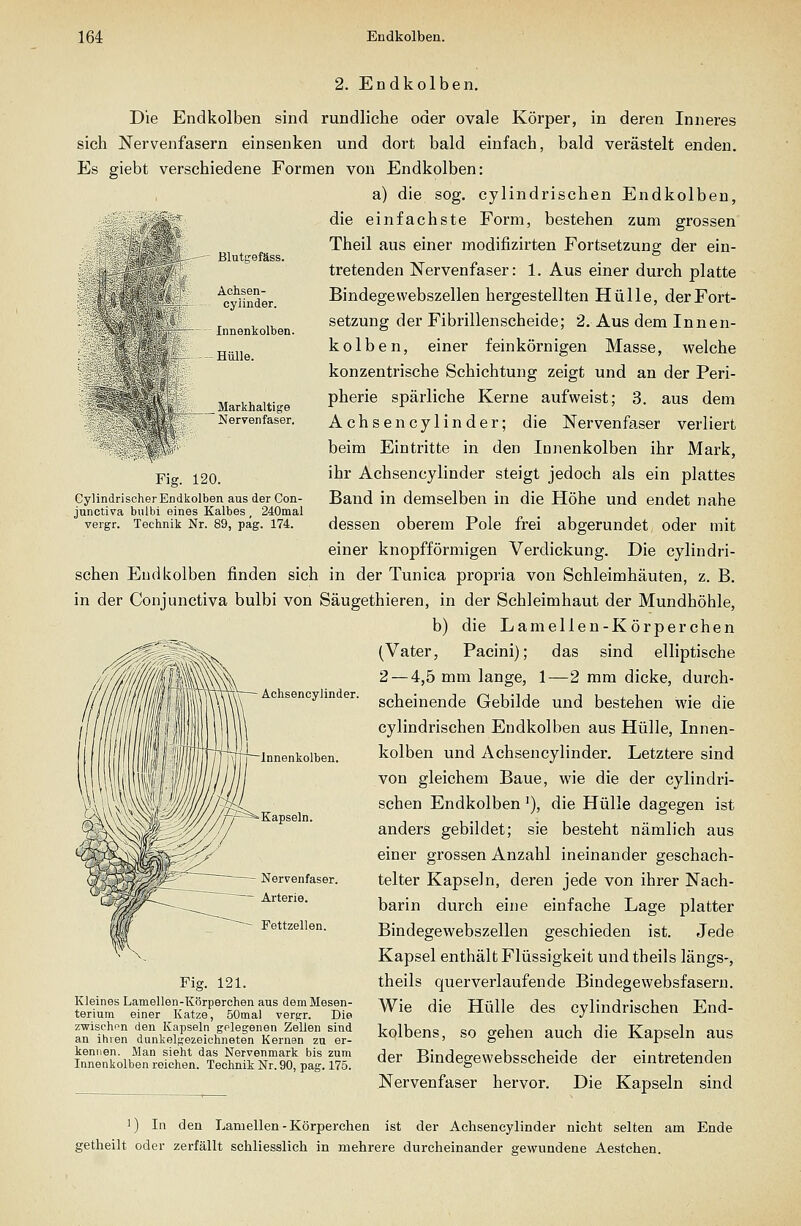 2. Endkolben. - Blutgefäss. Achsen- cyiinder. Innenkolben. Hülle. Markhaltige Nervenfaser. Fig. 120. CylindrischerEndkolben aus der Con- jnnctiva bulbi eines Kalbes, 240mal vergr. Technik Nr. 89, pag. 174. Die Endkolben sind rundliche oder ovale Körper, in deren Inneres sich Nervenfasern einsenken und dort bald einfach, bald verästelt enden. Es giebt verschiedene Formen von Endkolben: a) die sog. eylindrischen Endkolben, ''^ die einfachste Form, bestehen zum grossen Theil aus einer modifizirten Fortsetzung der ein- tretenden Nervenfaser: 1, Aus einer durch platte Bindegewebszellen hergestellten Hülle, der Fort- setzung der Fibrillenscheide; 2. Aus dem Innen- kolben, einer feinkörnigen Masse, welche konzentrische Schichtung zeigt und an der Peri- pherie spärliche Kerne aufweist; 3. aus dem Achsencylinder; die Nervenfaser verliert beim Eintritte in den Innenkolben ihr Mark, ihr Achsencylinder steigt jedoch als ein plattes Band in demselben in die Höhe und endet nahe dessen oberem Pole frei abgerundet oder mit einer knopfförmigen Verdickung. Die eylindri- schen Eudkolben finden sich in der Tunica propria von Schleimhäuten, z. B. in der Conjunetiva bulbi von Säugethieren, in der Schleimhaut der Mundhöhle, b) die Lamellen-Körperchen (Vater, Pacini); das sind elliptische 2 — 4,5 mm lange, 1—2 mm dicke, durch- scheinende Gebilde und bestehen wie die eylindrischen Endkolben aus Hülle, Innen- kolben und Achsencylinder. Letztere sind von gleichem Baue, wie die der eylindri- schen Endkolben '), die Hülle dagegen ist anders gebildet; sie besteht nämlich aus einer grossen Anzahl ineinander geschach- telter Kapseln, deren jede von ihrer Nach- barin durch eine einfache Lage platter Bindegewebszellen geschieden ist. Jede Kapsel enthält Flüssigkeit undtheils längs-, theils querverlaufende Bindegewebsfasern. Wie die Hülle des eylindrischen End- kolbens, so gehen auch die Kapseln aus der Bindegewebsscheide der eintretenden Nervenfaser hervor. Die Kapseln sind Achsencylinder. Innenkolben. ^ Fettzellen. Fig. 121. Kleines Lamellen-Körperchen aus dem Mesen- terium einer Katze, 50mal vergr. Die zwischfn den Kapseln gplegenen Zellen sind an ihren dunkelgezeichneten Kernen zu er- kennen. Man sieht das Nervenmark bis zum Innenkolben reichen. Technik Nr. 90, pag. 175. 1) In den Lamellen-Körperchen ist der Achsencylinder nicht selten am Ende getheilt oder zerfällt schliesslich in mehrere durcheinander gewundene Aestchen.