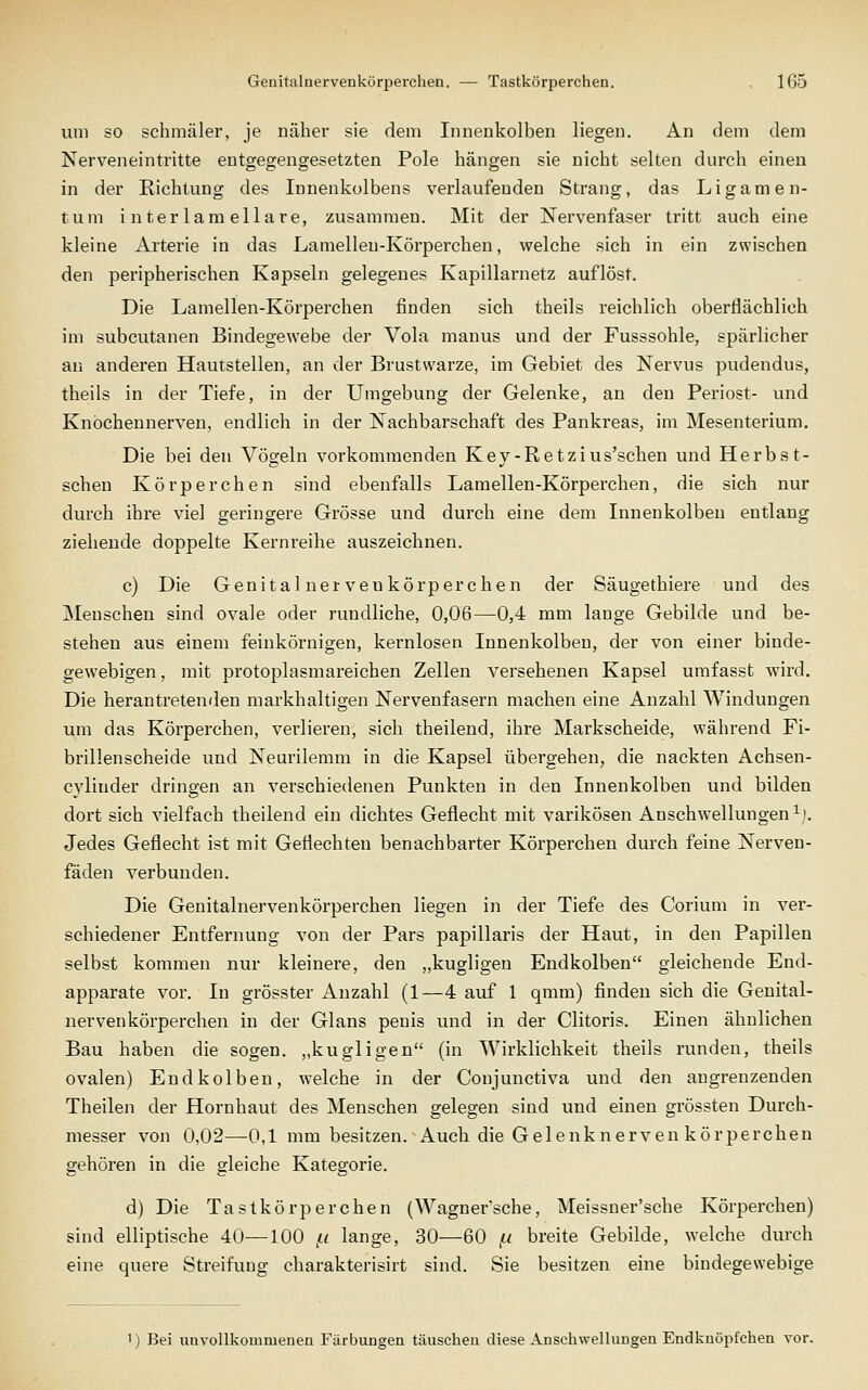 um SO schmäler, je näher sie dem Innenkolben liegen. An dem dem Nerveneintritte entgegengesetzten Pole hängen sie nicht selten durch einen in der Richtung des Innenkolbens verlaufenden Strang, das Ligamen- tum i nter lam ellare, zusammen. Mit der Nervenfaser tritt auch eine kleine Arterie in das Lamellen-Körperchen, welche sich in ein zwischen den peripherischen Kapseln gelegenes Kapillarnetz auflöst. Die Lamellen-Körperchen finden sich theils reichlich oberflächlich im subcutanen Bindegewebe der Vola manus und der Fusssohle, spärlicher an anderen Hautstellen, an der Brustwarze, im Gebiet des Nervus pudendus, theils in der Tiefe, in der Umgebung der Gelenke, an den Periost- und Knöchennerveu, endlich in der Nachbarschaft des Pankreas, im Mesenterium. Die bei den Vögeln vorkommenden Key-Retzius'schen und Herbst- schen Körperchen sind ebenfalls Lamellen-Körperchen, die sich nur durch ihre viel geringere Grösse und durch eine dem Innenkolben entlang ziehende doppelte Kernreihe auszeichnen. c) Die Genital nerveukörper chen der Säugethiere und des Menschen sind ovale oder rundliche, 0,06—0,4 mm lange Gebilde und be- stehen aus einem feinkörnigen, kernlosen Innenkolbeu, der von einer binde- gewebigen , mit protoplasmareichen Zellen versehenen Kapsel umfasst wird. Die herantretenden markhaltigen Nervenfasern machen eine Anzahl Windungen um das Körperchen, verlieren, sich theilend, ihre Markscheide, während Fi- brillenscheide und Neurilemm in die Kapsel übergehen, die nackten Achsen- cyliuder dringen an verschiedenen Punkten in den Innenkolben und bilden dort sich vielfach theilend ein dichtes Geflecht mit varikösen Anschwellungen^). Jedes Geflecht ist mit Geflechten benachbarter Körperchen durch feine Nerven- fäden verbunden. Die Genitalnervenkörperchen liegen in der Tiefe des Corium in ver- schiedener Entfernung von der Pars papillaris der Haut, in den Papillen selbst kommen nur kleinere, den „kugligen Endkolben gleichende End- apparate vor. In grösster Anzahl (1—4 auf 1 qmm) finden sich die Genital- nervenkörperchen in der Glans penis und in der Clitoris. Einen ähnlichen Bau haben die sogen, „kugligen (in Wirklichkeit theils runden, theils ovalen) Endkolben, welche in der Conjunctiva und den angrenzenden Theilen der Hornhaut des Menschen gelegen sind und einen grössten Durch- messer von 0,02—0,1 mm besitzen. Auch die Gelenknerven körperchen gehören in die gleiche Kategorie. d) Die Tastkörperchen (Wagnersche, Meissner'sche Körperchen) sind elliptische 40—100 /< lange, 30—60 f.i breite Gebilde, welche durch eine quere Streifuug charakterisirt sind. Sie besitzen eine bindegewebige