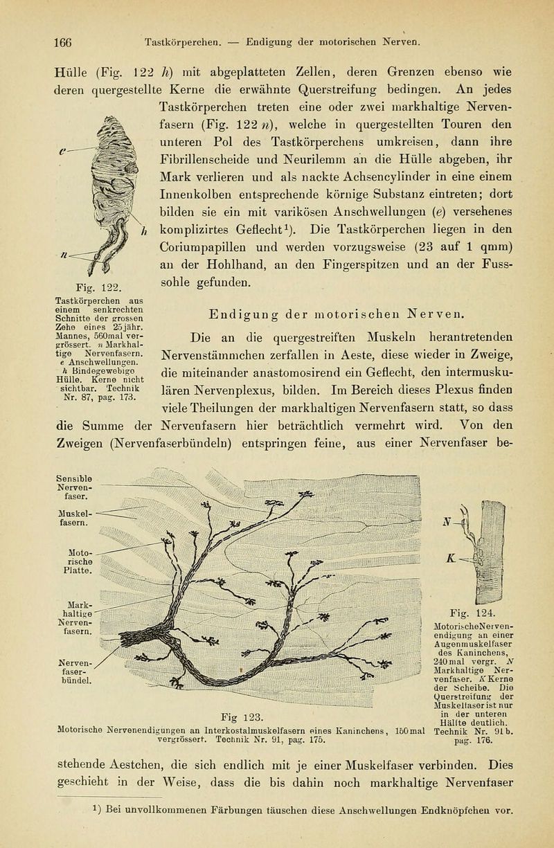 Hülle (Fig. 122 h) mit abgeplatteten Zellen, deren Grenzen ebenso wie deren quergestellte Kerne die erwähnte Querstreifung bedingen. An jedes Tastkörperchen treten eine oder zwei markhaltige Nerven- fasern (Fig. 122 n), welche in quergestellten Touren den unteren Pol des Tastkörperchens umkreisen, dann ihre Fibrillenscheide und Neurilemm an die Hülle abgeben, ihr Mark verlieren und als nackte Achsencylinder in eine einem Innenkolben entsprechende körnige Substanz eintreten; dort bilden sie ein mit varikösen Anschwellungeu (e) versehenes h komplizirtes Geflecht^). Die Tastkörperchen liegen in den Coriumpapillen und werden vorzugsweise (23 auf 1 qmm) an der Hohlhand, an den Fingerspitzen und an der Fuss- sohle gefunden. Fig. 122. Tastkörperchen ans einem senkrechten Schnitte der grossen Zehe eines 25.jähr. Mannes, 560mal ver- grössert. n Markhal- tige Nervenfasern. e Anschwellungen. h Bindegewebige Hülle. Kerne nicht sichtbar. Technik Nr. 87, pag. 173. Endigung der motorischen Nerven. Die an die quergestreiften Muskeln herantretenden Nervenstämmchen zerfallen in Aeste, diese wieder in Zweige, die miteinander anastomosirend ein Geflecht, den intermusku- lären Nervenplexus, bilden. Im Bereich dieses Plexus finden viele Theilungen der markhaltigen Nervenfasern statt, so dass die Summe der Nervenfasern hier beträchtlich vermehrt wird. Von den Zweigen (Nervenfaserbündeln) entspringen feine, aus einer Nervenfaser be- Nerven faser- bündel Motorische Fig. 124. ;' MotoriicheNerven- endigung an einer Augenmuskelfaser des Kaninchens, 240mal vergr. N Markhaltige Ner- ven.''aier. A'Kerne der Scheibe. Die Querstreifung der Muskelfaser ist nur Fite 19^ i ''^r unteren s ^^' Hallte deutlich. Nervenendigungen an Interkostalmuskelfasern eines Kaninchens, löOmal Technik Nr. 91b. vergrössert. Technik Nr. 91, pag. 175. pag. 176. stehende Aestchen, die sich endlich mit je einer Muskelfaser verbinden. Dies geschieht in der Weise, dass die bis dahin noch markhaltige Nervenfaser