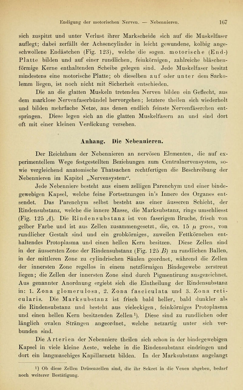 sich zuspitzt und unter Verlust ilirer Markscheide sich auf die Muskelfaser auflegt; dabei zerfällt der Achsencylinder in leicht gewundene, kolbig ange- schwollene Endästchen (Fig. 123), welche die sogen, motorische (End-) Platte bilden und auf einer rundlichen, feinkörnigen, zahlreiche bläschen- förmige Kerne enthaltenden Scheibe gelegen sind. Jede Muskelfaser besitzt mindestens eine motorische Platte; ob dieselben auf oder unter dem Sarko- lemm liegen, ist noch nicht mit Sicherheit entschieden. Die an die glatten Muskeln tretenden Nerven bilden ein Geflecht, aus dem marklose Nervenfaserbündel hervorgehen; letztere theilen sich wiederholt und bilden mehrfache Netze, aus denen endlich feinste Nervenfäserchen ent- springen. Diese legen sich an die glatten Muskelfasern an und sind dort oft mit einer kleinen Verdickung versehen. Allhang. Die Nebennieren. Der Reichthum der Nebennieren an nervösen Elementen, die auf ex- perimentellem Wege festgestellten Beziehungen zum Centralnervensystem, so- wie vergleichend anatomische Thatsachen rechtfertigen die Beschreibung der Nebennieren im Kapitel „Nervensystem. Jede Nebenniere besteht aus einem zelligen Parenchym und einer binde- gewebigen Kapsel, welche feine Fortsetzungen in's Innere des Organes ent- sendet. Das Parenchym selbst besteht aus einer äusseren Schicht, der Rindensubstanz, welche die innere Masse, die Marksubstanz, rings umschliesst (Fig. 12b A). Die Rindensubstanz ist von faserigem Bruche, frisch von gelber Farbe und ist aus Zellen zusammengesetzt, die, ca. 15 /< gross, von rundlicher Gestalt sind und ein grobkörniges, zuweilen Fettkörnchen ent- haltendes Protoplasma und einen hellen Kern besitzen. Diese Zellen sind in der äussersten Zone der Rindensubstanz (Fig. 125 S) zu rundlichen Ballen, in der mittleren Zone zu cylindrischen Säulen geordnet, während die Zellen der innersten Zone regellos in einem netzförmigen Bindegewebe zerstreut liegen; die Zellen der innersten Zone sind durch Pigmentirung ausgezeichnet. Aus genannter Anordnung ergiebt sich die Eintheilung der Rindensubstanz in: 1. Zona glomerulosa, 2. Zona fasciculata und 3. Zona reti- cularis. Die Mark Substanz ist frisch bald heller, bald dunkler als die Rindensubstanz und besteht aus vieleckigen, feinkörniges Protoplasma und einen hellen Kern besitzenden Zellen ^). Diese sind zu rundlichen oder länglich ovalen Strängen angeordnet, welche netzartig unter sich ver- bunden sind. Die Arterien der Nebenniere theilen sich schon in der bindegewebigen Kapsel in viele kleine Aeste, welche in die Rindensubstanz eindringen und dort ein langmaschiges Kapillarnetz bilden. In der Marksubstanz angelangt 1) Ob diese Zellen Drüsenzellen sind, die ihr Sekret in die Venen abgeben, bedarf noch weiterer Bestätigung.