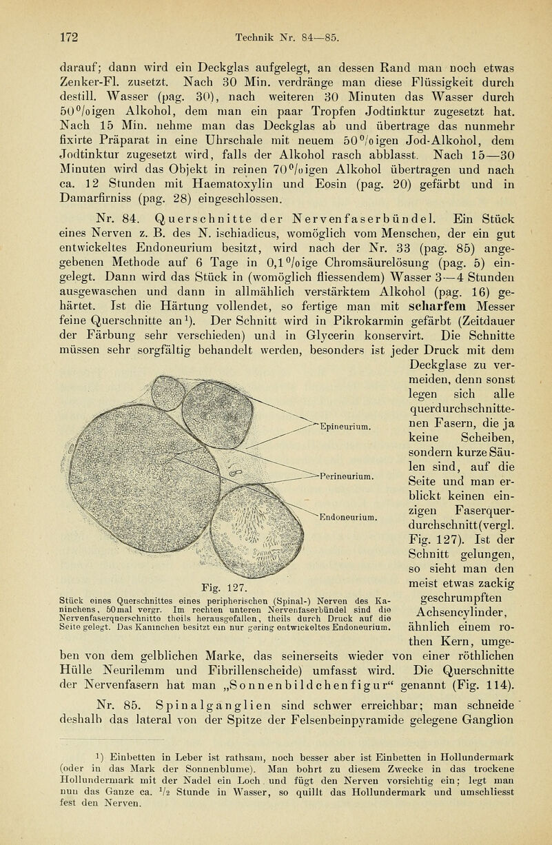 darauf; dann wird ein Deckglas aufgelegt, an dessen Rand man noch etwas Zenker-Fl. zusetzt. Nach 30 Min, verdränge man diese Flüssigkeit durch destill. Wasser (pag. 30), nach weiteren 80 Minuten das Wasser durch 50°/oigen Alkohol, dem man ein paar Tropfen Jodtinktur zugesetzt hat. Nach 15 Min. nehme man das Deckglas ab und übertrage das nunmehr fixirte Präparat in eine Uhrschale mit neuem 50/oigen Jod-Alkohol, dem Jodtinktur zugesetzt wird, falls der Alkohol rasch abblasst. Nach 15—30 Minuten wird das Objekt in reinen 70^/oigen Alkohol übertragen und nach ca. 12 Stunden mit Haematoxylin und Eosin (pag. 20) gefärbt und in Damarfirniss (pag. 28) eingeschlossen. Nr. 84. Querschnitte der Nervenfaserbündel. Ein Stück eines Nerven z. B. des N. isehiadicus, womöglich vom Menschen, der ein gut entwickeltes Endoneuriura besitzt, wird nach der Nr. 33 (pag. 85) ange- gebenen Methode auf 6 Tage in 0,l°/oige Chromsäurelösung (pag. 5) ein- gelegt. Dann wird das Stück in (womöglich fliessendem) Wasser 3—4 Stunden ausgewaschen und dann in allmählich verstärktem Alkohol (pag. 16) ge- härtet. Ist die Härtung vollendet, so fertige man mit scliarfem Messer feine Querschnitte an ^). Der Schnitt wird in Pikrokarmin gefärbt (Zeitdauer der Färbung sehr verschieden) und in Glycerin konservirt. Die Schnitte müssen sehr sorgfältig behandelt werden, besonders ist jeder Druck mit dem Deckglase zu ver- meiden, denn sonst legen sich alle querdurchschnitte- nen Fasern, die ja keine Scheiben, sondern kurze Säu- len sind, auf die Seite und man er- blickt keinen ein- zigen Faserquer- durchschnitt(vergl. Fig. 127). Ist der Schnitt gelungen, so sieht man den meist etwas zackig geschrumpften Achsencylinder, ähnlich einem ro- then Kern, umge- ben von dem gelblichen Marke, das seinerseits wieder von einer röthlichen Hülle Neurilemm und Fibrillenscheide) umfasst wird. Die Querschnitte der Nervenfasern hat man „Sonnenbild chenfigur genannt (Fig. 114). Nr. 85. Spinalganglien sind schwer erreichbar; man schneide deshalb das lateral von der Spitze der Felsenbeinpyramide gelegene Ganglion Epineurium. Perineurium. Endoneuiium. Fig. 127. Stück eines Querschnittes eines peripherisclien (Spinal-) Nerven des Ka- ninchens, 50mal vergr. Im rechten unteren Nerveiifaserbtindel sind die Nervenfaserquerschnitte theils herausgefallen, theils durch Druck auf die Seite gelegt. Das Kaninchen besitzt ein nur gering entwickeltes Endoneuriura. 1) Einbetten in Leber ist rathsain, noch besser aber ist Einbetten in Hollundermark (oder in das Mark der Sonnenblume). Man bohrt zu diesem Zwecke in das ti'ockene Hollundermark mit der Nadel ein Loch und fügt den Nerven vorsichtig ein; legt man nun das Ganze ca. V2 Stunde in Wasser, so quillt das Hollundermark und umschliesst fest den Nerven.