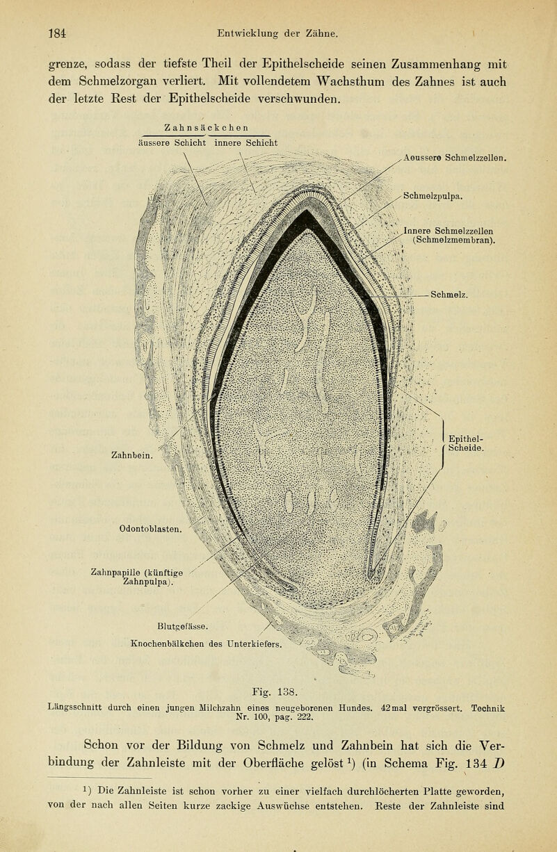 grenze, sodass der tiefste Theil der Epithelscheide seinen Zusammenhang mit dem Schmelzorgan verliert. Mit vollendetem Wachsthum des Zahnes ist auch der letzte Rest der Epithelscheide verschwunden. Zahnsäckohen äussere Schicht innere Schicht Aeussere Schmelzzellen. Schmelzpulpa. ^,Innere Schmelzzellen (Schmelzmembran). Zahnbein. '^''■^^'^A^Jt Odontoblasten Zahnpapille (künftige ' ZahnpulpaJ. Blutgefässe. Knochenbälkchen des Unterkiefers .J^ Q'^^v Fig. 138. Längsschnitt dui'ch einen jungen Milchzahn eines neugeborenen Hundes. 42 mal vergrössert. Technik Nr. 100, pag. 222. Schon vor der Bildung von Schmelz und Zahnbein hat sich die Ver- bindung der Zahnleiste mit der Oberfläche gelöst^) (in Schema Fig. 134 D 1) Die Zahnleiste ist schon vorher zu einer vielfach durchlöcherten Platte geworden, von der nach allen Seiten kurze zackige Auswüchse entstehen. Reste der Zahnleiste sind