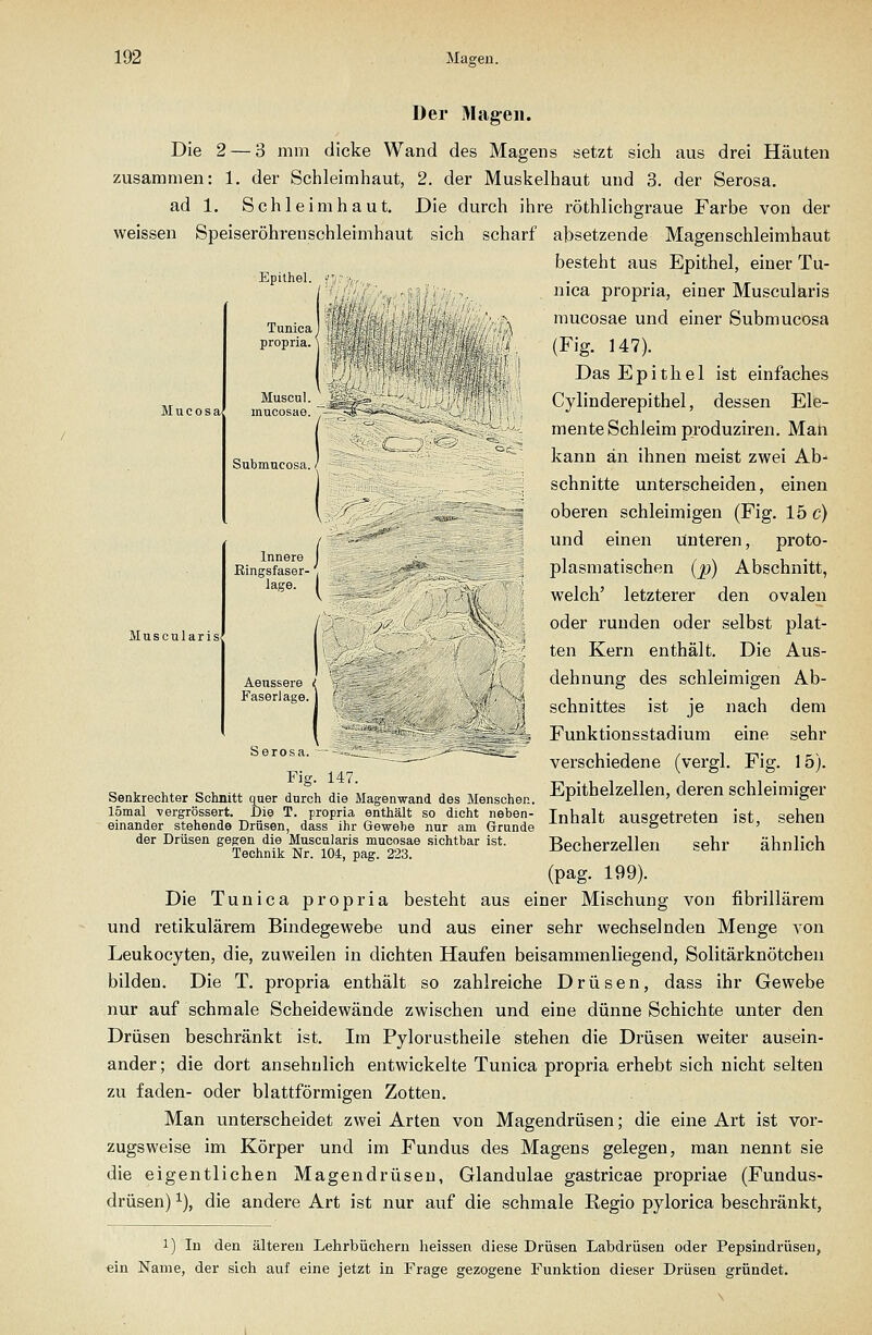 M u c 0 s a. >£■ Muscularis Der Magen. Die 2 — 3 mm dicke Wand des Magens setzt sich aus drei Häuten zusammen: 1. der Schleimhaut, 2. der Muskelhaut und 3. der Serosa. ad 1, Schleimhaut. Die durch ihre röthlichgraue Farbe von der weissen Speiseröhrenschleimhaut sich scharf absetzende Magenschleimhaut besteht aus Epithel, einer Tu- nica propria, einer Muscularis mucosae und einer Submucosa (Fig. 147). Das Epithel ist einfaches Cylinderepithel, dessen Ele- mente Schleim produziren. Mah kann an ihnen meist zwei Ab- schnitte unterscheiden, einen oberen schleimigen (Fig. 15 c) und einen unteren, proto- plasmatischen (p) Abschnitt, welch' letzterer den ovalen oder runden oder selbst plat- ten Kern enthält. Die Aus- dehnung des schleimigen Ab- schnittes ist je nach dem Funktionsstadium eine sehr verschiedene (vergl. Fig. 15). Epithelzellen, deren schleimiger Inhalt ausgetreten ist, sehen Becherzellen sehr ähnlich (pag. 199). Die Tunica propria besteht aus einer Mischung von fibrillärera und retikulärem Bindegewebe und aus einer sehr wechselnden Menge von Leukocyten, die, zuweilen in dichten Haufen beisammenliegend, Solitärknötchen bilden. Die T. propria enthält so zahlreiche Drüsen, dass ihr Gewebe nur auf schmale Scheidewände zwischen und eine dünne Schichte unter den Drüsen beschränkt ist. Im Pylorustheile stehen die Drüsen weiter ausein- ander; die dort ansehnlich entwickelte Tunica propria erhebt sich nicht selten zu faden- oder blattförmigen Zotten. Man unterscheidet zwei Arten von Magendrüsen; die eine Art ist vor- zugsweise im Körper und im Fundus des Magens gelegen, man nennt sie die eigentlichen Magendrüsen, Glandulae gastricae propriae (Fundus- drüsen) ^), die andere Art ist nur auf die schmale Regio pylorica beschränkt, Epithel. Tunica, propria. Muscul. mucosae. Submucosa. Innere I Bingsfaser- . Aeussere i Faserlage. Serosa. Fig 147. Senkrechter Schnitt quer durch die Magenwand des Menschen, lömal vergrössert. Die T. propria enthält so dicht neben- einander stehende Drüsen, dass ihr Gewebe nur am Grunde der Drüsen gegen die Muscularis mucosae sichtbar ist. Technik Nr. 104, pag. 223. 1) In den älteren Lehrbüchern heissen diese Drüsen Labdrüsen oder Pepsindrüsen, ein Name, der sich auf eine jetzt in Frage gezogene Funktion dieser Drüsen gründet.