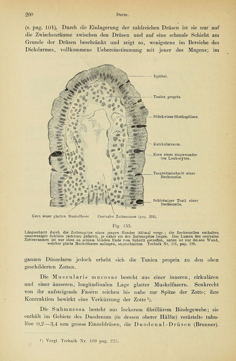 1^ ^Y4il (s. pag. 101). Durch die Einlagerung der zahlreichen Drüsen ist sie nur auf die Zwischenräume zwischen den Drüsen und auf eine schmale Schicht am Grunde der Drüsen beschränkt und zeigt so, wenigstens im Bereiche des Dickdarmes, vollkommene Uebereinstimmung mit jener des Magens; im Epithel. Tunica propria. Stück einer Blutkapiliare. Kutiliularsaum. Kern eines einf!:ewander- ten Leukocyten. Tanfrentialschnitt einer Becherzelie. Schleimiger Tlieil einer Becherzelle. Kern einer glatten Muskelfaser. Centraler Zottenraura fpag. 204). Fig. 155. Längsschnitt durch die Zottenspitze eines jungen Hundes 360mal vergr.; die Becherzellen enthalten umsoweniger Schleim (schwarz gefärbt), je näher sie der Zottenspitze liegen. Das Lumen des centralen Zottenraumes ist nur oben an seinem blinden Ende vom Schnitt getroffen, unten ist nur dessen Wand, welcher glatte Muskelfasern anliegen, angeschnitten. Technik Nr. Hl, pag. 226. ganzen Dünndarm jedoch erhebt sich die Tunica propria zu den oben geschilderten Zotten. Die Muscularis mucosae besteht aus einer inneren, cirkulären und einer äusseren, longitudinalen Lage glatter Muskelfasern. Senkrecht von ihr aufsteigende Fasern reichen bis nahe zur Spitze der Zotte; ihre Kontraktion bewirkt eine Verkürzung der Zotte ^). Die Submucosa besteht aus lockerem fibrillärem Bindegewebe; sie enthält im Gebiete des Duodenum (in dessen oberer Hälfte) verästelte tubu- löse 0,2—3,4 mm grosse Einzeldrüsen, die Duoden al - Drüsen (Brunner). 1) Vergl. Technik Nr. 109 pag. 225.