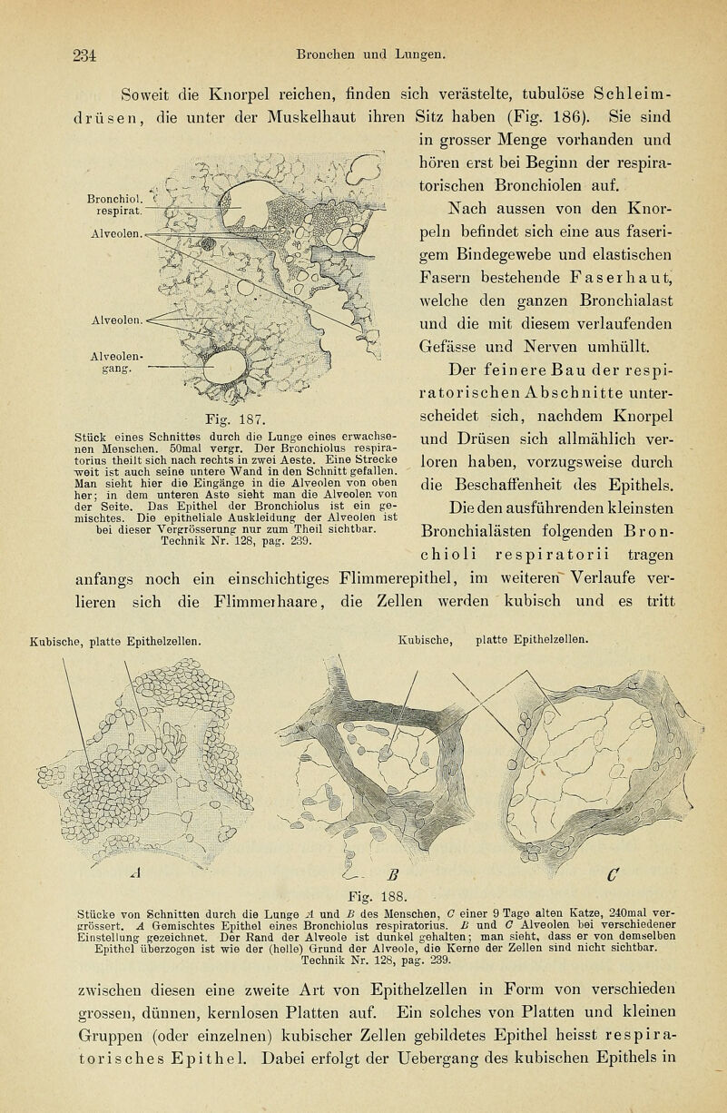 Soweit die Knorpel reichen, finden sich verästelte, tubulöse Schleim- drüsen, die unter der Muskelhaut ihren Sitz haben (Fig. 186). Sie sind in grosser Menge vorhanden und hören erst bei Beginn der respira- torischen Bronchiolen auf. Nach aussen von den Knor- peln befindet sich eine aus faseri- gem Bindegewebe und elastischen Fasern bestehende Faserh.aut, welche den ganzen Bronchialast und die mit diesem verlaufenden Gefässe und Nerven umhüllt. Der feinere Bau der respi- ratorischen Abschnitte unter- scheidet sich, nachdem Knorpel und Drüsen sich allmählich ver- loren haben, vorzugsweise durch die Beschaffenheit des Epithels. Die den ausführenden kleinsten Bronchialästen folgenden Bron- chioli respiratorii tragen anfangs noch ein einschichtiges Flimmerepithel, im weiteren Verlaufe ver- lieren sich die Flimmer haare, die Zellen werden kubisch und es tritt Alveolon Alveolen gang. ■ Fig. 187. Stück eines Schnittes durch die Lunge eines erwachse- nen Menschen. 50mal vergr. Der Bronchiolus respira- torius theilt sich nach rechts in zwei Aeste. Eine Strecke -weit ist auch seine untere Wand in den Schnitt gefallen. Man sieht hier die Eingänge in die Alveolen von oben her; in dem unteren Aste sieht man die Alveolen von der Seite. Das Epithel der Bronchiolus ist ein ge- mischtes. Die epitheliale Auskleidung der Alveolen ist bei dieser Vergrösserung nur zum Theil sichtbar. Technik Nr. 128, pag. 239. Kubische, platte Epithelzellen. Kubische, platte Epithelzelleri. Stücke von Schnitten durch die Lunge ä und B des Menschen, 0 einer 9 Tage alten Katze, 240mal ver- grössert. A Gemischtes Epithel eines Bronchiolus respiratorius. £ und O Alveolen bei verschiedener Einstellung gezeichnet. Der Rand der Alveole ist dunkel gehalten; man sieht, dass er von demselben Epithel überzogen ist wie der (helle) Grund der Alveole, die Kerne der Zellen sind nicht sichtbar. Technik Nr. 128, pag. 239. zwischen diesen eine zweite Art von Epithelzellen in Form von verschieden grossen, dünnen, kernlosen Platten auf. Ein solches von Platten und kleinen Gruppen (oder einzelnen) kubischer Zellen gebildetes Epithel heisst respira- torisches Epithel. Dabei erfolgt der Uebergang des kubischen Epithels in