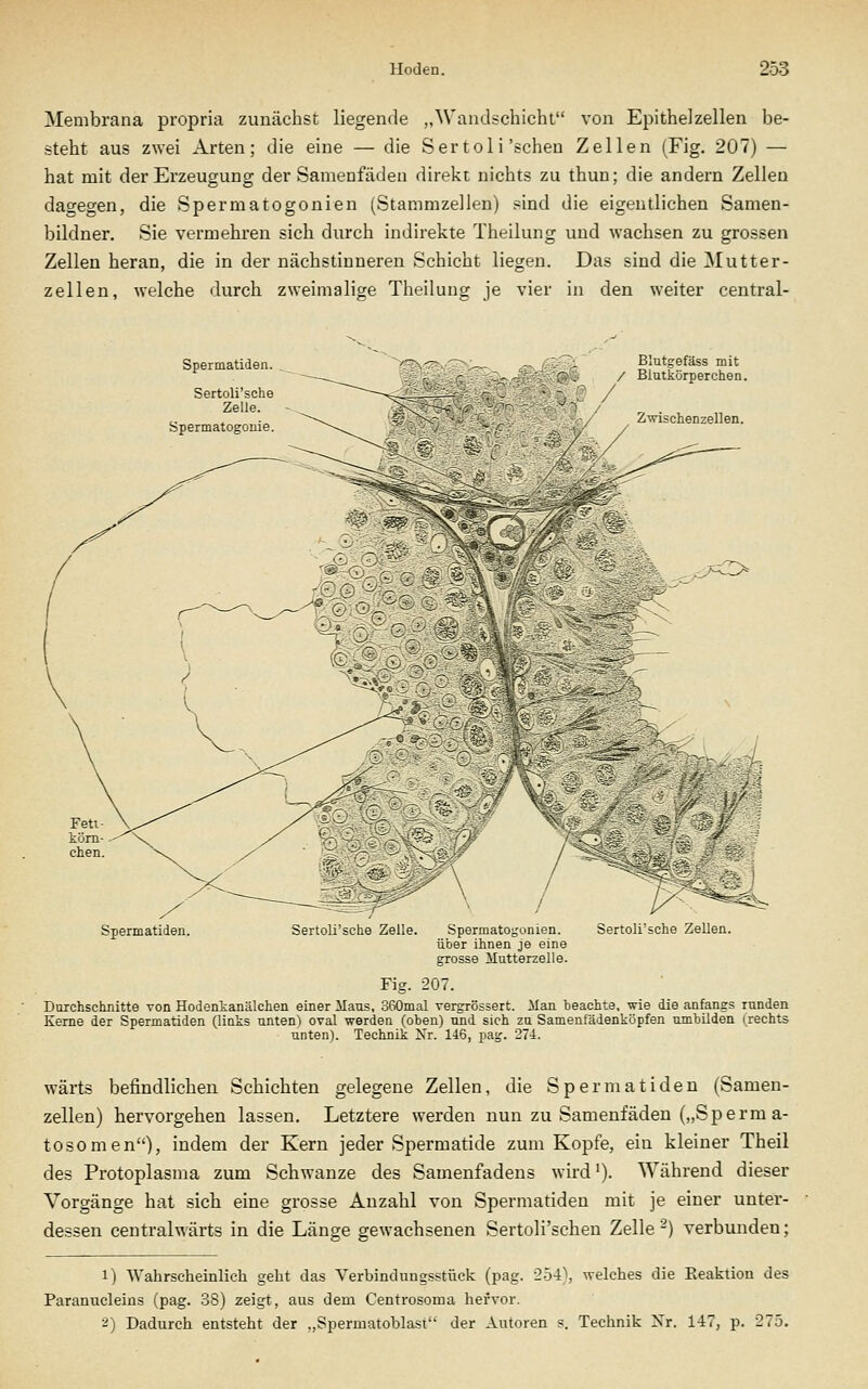 Membrana propria zunächst liegende „Wandschicht von Epithelzellen be- steht aus zwei Arten; die eine — die Ser toi i'scheu Zellen (Fig. 207) — hat mit der Erzeugung der Samenfäden direkt nichts zu thun; die andern Zellen dagegen, die Spermatogonien (Stammzellen) sind die eigentlichen Samen- bildner. Sie vermehren sich durch indirekte Theilung und wachsen zu grossen Zellen heran, die in der nächstinneren Schicht liegen. Das sind die Mutter- zellen, welche durch zweimalige Theilung je vier in den weiter central- Spermatiden. Sertoli'sche Zelle. Blutgefäss mit / Blutkörperchen. Feti köm- chen. Spermatiden. Sertoli'sche Zelle. SpermatOo'<.inien. über ihnen je eine grosse Mutterzelle. Sertoll »che Zellen. Fig. 207. Durchschnitte von Hodenkanälchen einer Maus, 360mal vergrössert. Man beachte, wie die anfangs runden Kerne der Spermatiden (links unten) oval werden (oben) und sich zu Samenfädenköpfen umbilden (.rechts unten). Technik Xr. 146, pag. 274. wärts befindlichen Schichten gelegene Zellen, die Spermatiden (Samen- zellen) hervorgehen lassen. Letztere werden nun zu Samenfäden („Sperm a- tosomen), indem der Kern jeder Spermatide zum Kopfe, ein kleiner Theil des Protoplasma zum Schwänze des Samenfadens wird'). Während dieser Vorgänge hat sich eine grosse Anzahl von Spermatiden mit je einer unter- dessen centralwärts in die Länge gewachsenen Sertoli'schen Zelle-) verbunden; 1) Wahrscheinlich geht das Verbindungsstück (pag. 254^ welches die Eeaktion des Paranucleins (pag. 38) zeigt, aus dem Centrosoma hervor. 2) Dadurch entsteht der „Spermatoblast der Autoren s. Technik Xr. 147, p. 275.