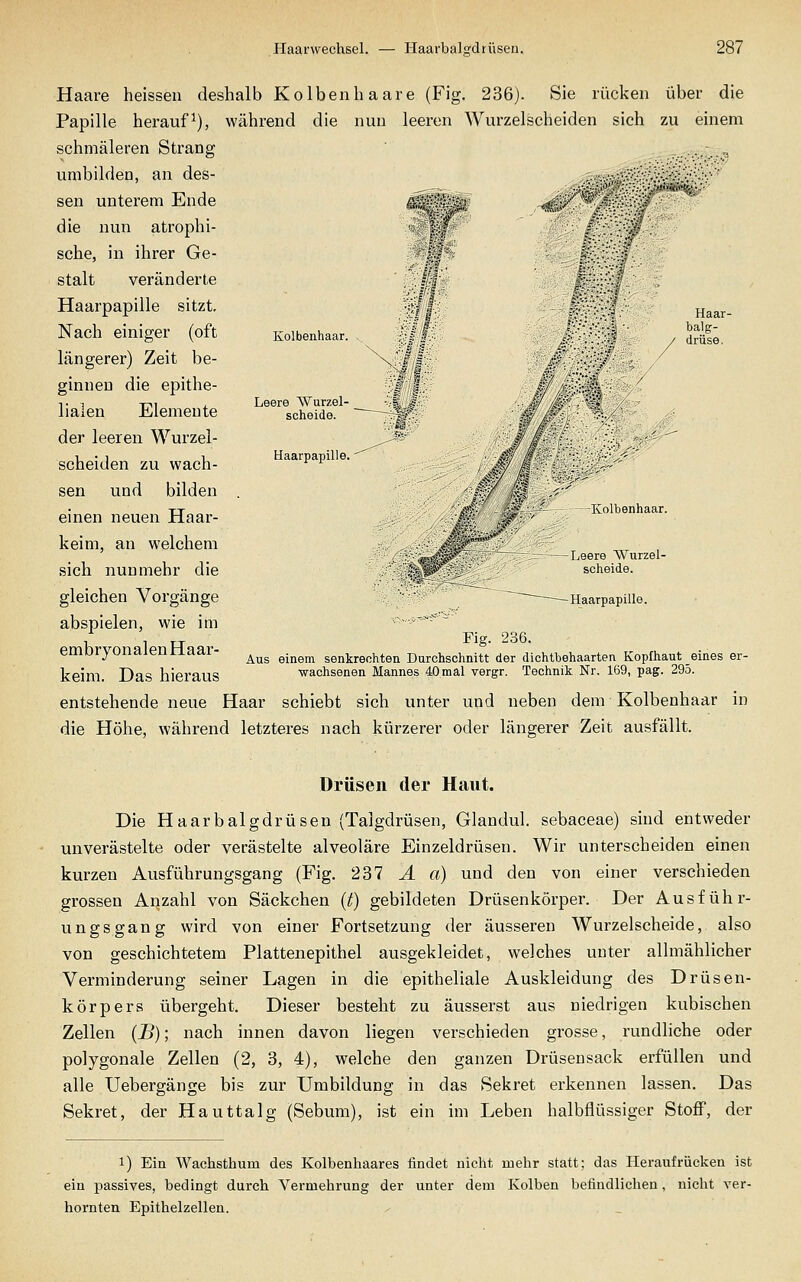 Kolbenhaar. Leere Wurzel- scheide. Haarpapille. Haar- balg- drüse. Haare heissen deshalb Kolbenhaare (Fig. 236). Sie rücken über die Papille herauf^), während die nun leeren Wurzelscheiden sich zu einem schmäleren Strang .,■....-^i umbilden, an des- sen unterem Ende die nun atrophi- sche, in ihrer Ge- stalt veränderte Haarpapille sitzt. Nach einiger (oft längerer) Zeit be- ginnen die epithe- lialen Elemente der leeren Wurzel- scheiden zu wach- sen und bilden einen neuen Haar- keim, an welchem sich nunmehr die gleichen Vorgänge abspielen, wie im embryonalen Haar- keim. Das hieraus entstehende neue Haar schiebt sich unter und neben dem Kolbenhaar in die Höhe, während letzteres nach kürzerer oder längerer Zeit ausfällt. ,'•!??' Kolbenhaar. -Leere Wurzel- scheide. -Haarpapille. Fig. 236. Aus einem senkrechten Durchschnitt der dichtbehaarten Kopfhaut eines er- wachsenen Mannes 40mal vergr. Technik Nr. 169, pag. 295. Drüsen der Haut. Die Haarbalgdrüsen (Talgdrüsen, Glandul. sebaceae) sind entweder unverästelte oder verästelte alveoläre Einzeldrüsen. Wir unterscheiden einen kurzen Ausführungsgang (Fig. 237 A a) und den von einer verschieden grossen Anzahl von Säckchen {t) gebildeten Drüsenkörper. Der Aus führ- ungsgang wird von einer Fortsetzung der äusseren Wurzelscheide, also von geschichtetem Plattenepithel ausgekleidet, welches unter allmählicher Verminderung seiner Lagen in die epitheliale Auskleidung des Drüsen- körpers übergeht. Dieser besteht zu äusserst aus niedrigen kubischen Zellen (B); nach innen davon liegen verschieden grosse, rundliche oder polygonale Zellen (2, 3, 4), welche den ganzen Drüsensack erfüllen und alle Uebergänge bis zur Umbildung in das Sekret erkennen lassen. Das Sekret, der Hauttalg (Sebum), ist ein im Leben halbflüssiger Stoff, der 1) Ein Wachsthum des Kolbenhaares findet nicht mehr statt; das Heraufrücken ist ein passives, bedingt durch Vermehrung der unter dem Kolben befindlichen, nicht ver- hornten Epithelzellen.