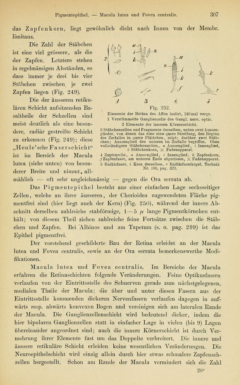 \ht -CT -o J 3 6= 5 Fig. 252, Elemente der Retina des Affen isolirt, 240mal vergr. 1 Verstümmelte Ganglienzelle des Gangl. nerv, optic. 2 Elemente der inneren Körnerschicht. 3 Stäbchenzellen und Fragmente derselben, unten zwei Aussen- glieder, von denen das eine eine quere Streifung, den Beginn des Zerfalles in quere Plättchen, zeigt; darüber zwei Stäb- chen; Aussenglied des unteren im Zerfalle begriffen. Oben vollständigere Stäbchenzellen, a Aussenglied, i Innenglied, k Stäbchenkorn, X Fadenapparat. 4 Zapfenzelle, a Aussenglied, i Innenglied, k Zapfenkorn, /Zapfenfaser, am unteren Ende abgerissen, X Fadenapparat. 5 Radiärfaser, k Kern derselben, r Radiärfaserkegel. Technik Nr. 180, pag. 323. das Zapfen körn, liegt gewöhnlich dicht nach Innen von der Membr. limitans. Die Zahl der Stäbchen ist eine viel grössere, als die der Zapfen. Letztere stehen in regelmässigen Abständen, so dass immer je drei bis vier Stäbchen zwischen je zwei Zapfen liegen (Fig. 249). Die der äusseren retiku- lären Schicht aufsitzenden Ba- saltheile der Sehzellen sind meist deutlich als eine beson- dere, radiär gestreifte Schicht zu erkennen (Fig. 249); diese „Henle'sche Faser schiebt ist im Bereich der Macula lutea (siehe unten) von beson- derer Breite und nimmt, all- mählich — oft sehr ungleichmässig — gegen die Ora serrata ab. Das Pigmentepithel besteht aus einer einfachen Lage sechsseitiger Zellen, welche an ihrer äusseren, der Chorioidea zugewendeten Fläche pig- mentfrei sind (hier liegt auch der Kern) (Fig. 250), während der innere Ab- schnitt derselben zahlreiche stabförmige, 1—5 I-l lange Pigmentkörnchen ent- hält; von diesem Theil ziehen zahlreiche feine Fortsätze zwischen die Stäb- chen und Zapfen. Bei Albinos und am Tapetum (s. o. pag. 299) ist das Epithel pigmentfrei. Der vorstehend geschilderte Bau der Retina erleidet an der Macula lutea und Fovea centralis, sowie an der Ora serrata bemerkenswerthe Modi- fikationen. Macula lutea und Fovea centralis. Ln Bereiche der Macula erfahren die Retinaschichten folgende Veränderungen. Feine Optikusfasern verlaufen von der Eintrittsstelle des Sehnerven gerade zum nächstgelegenen, medialen Theile der Macula; die über und unter diesen Fasern aus der Eintrittsstelle kommenden dickeren Nervenfasern verlaufen dagegen in auf- wärts resp. abwärts konvexen Bogen und vereinigen sich am lateralen Rande der Macula. Die Ganglienzellenschicht wird bedeutend dicker, indem die hier bipolaren Ganglienzellen statt in einfacher Lage in vielen (bis 9) Lagen übereinander angeordnet sind; auch die innere Körnerschicht ist durch Ver- mehrung ihrer Elemente fast um das Doppelte verbreitert. Die innere und äussere retikuläre Schicht erleiden keine wesentlichen Veränderungen. Die Neuroepithelschicht wird einzig allein durch hier etwas schmalere Zapfenseh- zellen hergestellt. Schon am Rande der Macula vermindert sich die Zahl 20*
