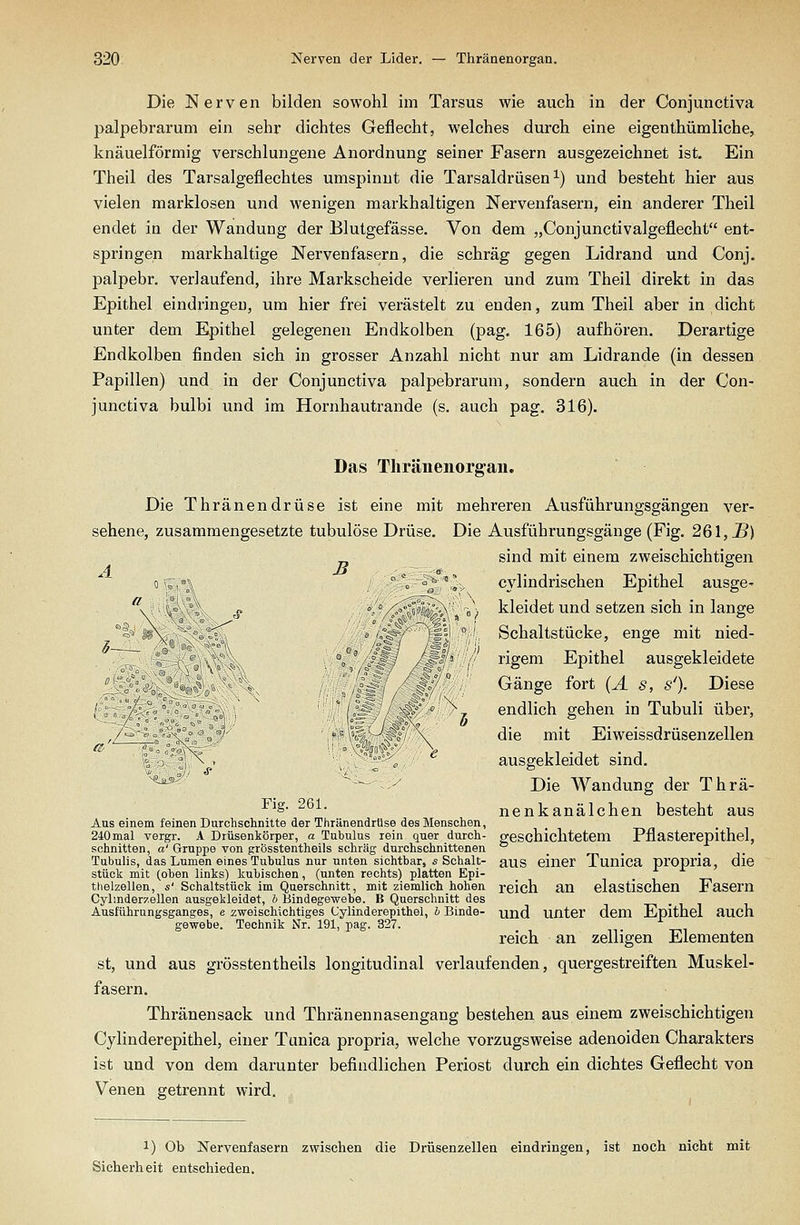 Die Nerven bilden sowohl im Tarsus wie auch in der Conjunctiva palpebrarum ein sehr dichtes Geflecht, welches durch eine eigenthümliche, knäuelförmig verschlungene Anordnung seiner Fasern ausgezeichnet ist. Ein Theil des Tarsalgeflechtes umspinnt die Tarsaldrüsen ^) und besteht hier aus vielen marklosen und wenigen markhaltigen Nervenfasern, ein anderer Theil endet in der Wandung der Blutgefässe. Von dem „Conjunctivalgeflecht ent- springen markhaltige Nervenfasern, die schräg gegen Lidrand und Conj. palpebr. verlaufend, ihre Markscheide verlieren und zum Theil direkt in das Epithel eindringen, um hier frei verästelt zu enden, zum Theil aber in dicht unter dem Epithel gelegenen Endkolben (pag. 165) aufhören. Derartige Endkolben finden sich in grosser Anzahl nicht nur am Lidrande (in dessen Papillen) und in der Conjunctiva palpebrarum, sondern auch in der Con- junctiva bulbi und im Hornhautrande (s. auch pag. 316). Das Thränenorgan. Die Thränendrüse ist eine mit mehreren Ausführungsgängen ver- sehene, zusammengesetzte tubulöse Drüse. Die Ausführungsgänge (Fig. 261, J5) sind mit einem zweischichtigen c\7,n 'o °^''l cylindrischen Epithel ausge- '^v \y^ ^ ^ '-A öo/i7/^,^ ^ b\ kleidet und setzen sich in lange ,^ 'ti|I ° Schaltstücke, enge mit nied- ° '^ '' '' rigem Epithel ausgekleidete ^ . Gänge fort (Ä s, s'). Diese / ' ^ ^^ endlich gehen in Tubuli über, ,/^ ' -,- - i'' ^ '^. \ die mit Eiweissdrüsenzellen '^ j ^ \ . ausgekleidet sind. *^^ - Die Wandung der Thrä- ^S nenkanälchen besteht aus Aus einem feinen Durchschnitte der Thränendrüse des Menschen, 240mal vergr. A Drüsenkörper, a Tubulus rein quer durch- geschichtetem Pflasterepithel, schnitten, a'Gruppe von grösstentheils schräg durchschnittenen ° _ . . ,. Tubulis, das Lumen eines Tubulus nur unten sichtbar, s Schalt- auS einer Tunica pi'Opria, die stück mit (oben links) kubischen, (unten rechts) platten Epi- thelzellen, s' Schaltstück im Querschnitt, mit ziemlich hohen reich an elastischcn FaSCrn Cylmder^ellen ausgekleidet, l> Bindegewebe. B Querschnitt des Ausführungsganges, e zweischichtiges Cylinderepithel, h Binde- und unter dem Epithel auch gewebe. Technik Nr. 191, pag. 327. '■ reich an zelligen Elementen st, und aus grösstentheils longitudinal verlaufenden, quergestreiften Muskel- fasern. Thränensack und Thränennasengang bestehen aus einem zweischichtigen Cylinderepithel, einer Tunica propria, welche vorzugsweise adenoiden Charakters ist und von dem darunter befindlichen Periost durch ein dichtes Geflecht von Venen getrennt wird. 3~^ 1) Ob Nervenfasern zwischen die Drüsenzellen eindringen, ist noch nicht mit Sicherheit entschieden.