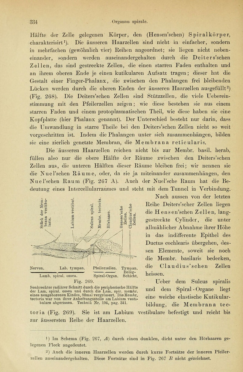 Hälfte der Zelle gelegenen Körper, den (Hensen'schen) Spiralkörper, charakterisirt'). Die äusseren Haarzellen sind nicht in einfacher, sondern in mehrfachen (gewöhnlich vier) Reihen angeordnet; sie liegen nicht neben- einander, sondern werden auseinandergehalten durch die Deiters'schen Zellen, das sind gestreckte Zellen, die einen starren Faden enthalten und an ihrem oberen Ende je einen kutikularen Aufsatz tragen; dieser hat die Gestalt einer Finger-Phalanx, die zwischen den Phalangen frei bleibenden Lücken werden durch die oberen Enden der äusseren Haarzellen ausgefüllt-) (Fig. 268). Die Deiters'schen Zellen sind Stützzellen, die viele Ueberein- stimmung mit den Pfeilerzellen zeigen; wie diese bestehen sie aus einem starren Faden und einem protoplasmatischen Theil, wie diese haben sie eine Kopfplatte (hier Phalanx genannt). Der Unterschied besteht nur darin, dass die Umwandlung in starre Theile bei den Deiters'schen Zellen nicht so weit vorgeschritten ist. Indem die Phalangen unter sich zusammenhängen, bilden sie eine zierlich genetzte Membran, die Membrana reticularis. Die äusseren Haarzellen reichen nicht bis zur Membr. basil. herab, füllen also nur die obere Hälfte der Räume zwischen den Deiters'schen Zellen aus, die unteren Hälften dieser Räume bleiben frei; wir nennen sie die Nuel'schen Räume, oder, da sie ja miteinander zusammenhängen, den Nuel'schen Raum (Fig. 267 A). Auch der Nuel'sche Raum hat die Be- deutung eines Intercellularraumes und steht mit dem Tunnel in Verbindung. Nach aussen von der letzten Reihe Deiters'scher Zellen liegen die Hensen'schen Zellen, lang- gestreckte Cylinder, die unter allmählicher Abnahme ihrer Höhe in das indifferente Epithel des Ductus cochlearis übergehen, des- sen Elemente, soweit sie noch die Membr. basilaris bedecken, die Claudius'schen Zellen heissen. Ueber dem Sulcus spiralis und dem Spiral - Organe liegt eine weiche elastische Kutikular- bildung, die Membrana tec- toria (Fig. 269). Sie ist am Labium vestibuläre befestigt und reicht bis zur äussersten Reihe der Haarzellen. Tympan. Beleg- Lamb. siiiral. ossea. Spiral-Organ. Schicht. Fig. 269. Senkrechter radiärer Schnitt darch die peripherische Hälfte der Lam. spiral. ossea und durch die Lam. spir. membr. eines neugeborenen Kindes, SOmal vergrössert. Die Membr. tectoria war von ihrer Anheftungsstelle am Labium vesti- buläre abgerissen. Technik Nr. 194, pag. 341. 1) Im Schema (Fig. 267, A) durch einen dunklen, dicht unter den Hörhaaren ge- legenen Fleck angedeutet. 2) Auch die inneren Haarzellen werden durch kurze Fortsätze der inneren Pfeiler- zellen auseinandergehalten. Diese Fortsätze sind in Fig. 267 B nicht gezeichnet.