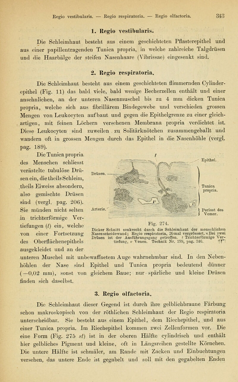 Eegio vestibularis. — Regio respiratoria. — Regio olfactoria. MS 1. Regio vestibularis. Die Schleimhaut besteht aus eiuem geschichteten Pflasterepithel und aus einer papillentragenden Tunica propria, in welche zahlreiche Talgdrüsen und die Haarbälge der steifen Nasenhaare (Vibrissae) eingesenkt sind. Drüsen Arterie Epithel. Tanica propria. Periost des Yomer. 2. Regio respiratoria. Die Schleimhaut besteht aus einem geschichteten flimmernden Cylinder- epithel (Fig. 11) das bald viele, bald wenige Becherzellen enthält und einer ansehnlichen, an der unteren Nasenmuschel bis zu 4 mm dicken Tunica propria, welche sich aus fibrillärem Bindegewebe und verschieden grossen Mengen von Leukocyten aufbaut und gegen die Epithelgrenze zu einer gleich- artigen, mit feinen Löchern versehenen Membrana propria verdichtet ist. Diese Leukocyten sind zuweilen zu Solitärknötchen zusammengeballt und wandern oft in grossen Mengen durch das Epithel in die Nasenhöhle (vergl. pag. 189). Die Tunica propria t des Menschen schliesst verästelte tubulöse Drü- sen ein, die theils Schleim, theils Eiweiss absondern, also gemischte Drüsen sind (vergl. pag. 206). Sie münden nicht selten in trichterförmige Ver- tiefungen (t) ein, welche von einer Fortsetzung des Oberflächenepithels ausgekleidet und an der unteren Muschel mit unbewaffnetem Auge wahrnehmbar sind. In den Neben- höhlen der Nase sind Epithel und Tunica propi'ia bedeutend dünner (—0,02 mm), sonst von gleichem Baue; nur spärliche und kleine Drüsen finden sich daselbst. 3. Regio olfactoria. Die Schleimhaut dieser Gegend ist durch ihre gelblichbraune Färbung schon makroskopisch von der röthlichen Schleimhaut der Regio respiratoria unterscheidbar. Sie besteht aus einem Epithel, dem Riechepithel, und aus einer Tunica propria. Im Riechepithel kommen zwei Zellenformen vor. Die eine Form (Fig. 275 6?/) ist in der oberen Hälfte cylindrisch und enthält hier gelbliches Pigment und kleine, oft in Längsreihen gestellte Körnchen. Die untere Hälfte ist schmäler, am Rande mit Zacken und Einbuchtungen versehen, das untere Ende ist gegabelt und soll mit den gegabelten Enden Fig. 274. Dicker Schnitt senkrecht durch die Schleimhaut der menschlichen NasoDscheidewand; Regio respiratoria, 2ömal vergrössert, =? Bei z-svei Drüsen ist der Ansführungsgang getroffen, t Trichterförmige Ver- tiefung, V Venen. Technik Nr. 199, pag. 346. 'TT'