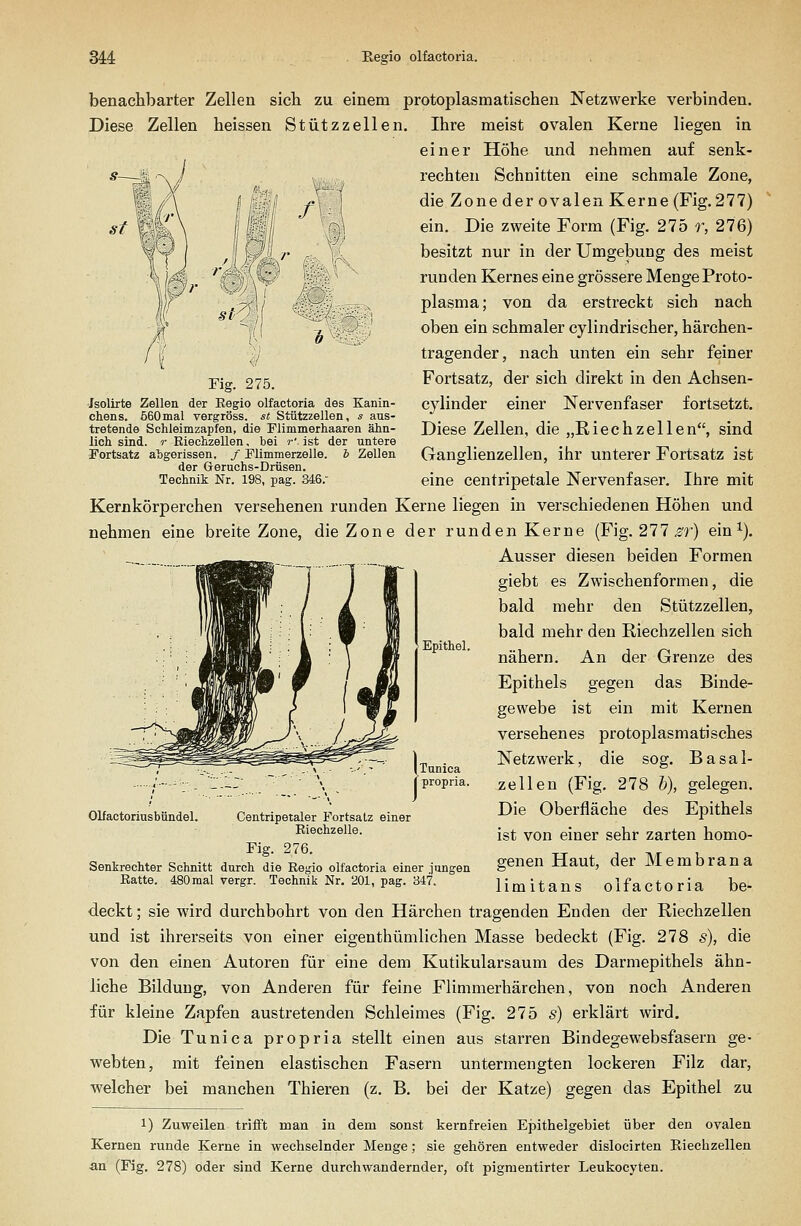/ Jsolirte Zellen der Eegio olfactoria des Kanin- chens. 560mal vergröss. st Stützzellen, s aus- tretende Schleimzapfen, die Flimmerhaaren ähn- lich sind. T Riechzellen, bei r'. ist der untere Fortsatz abgerissen, / JFlimmerzelle. b Zellen der Geruchs-Drüsen. Technik Nr. 198, pag. 346. benachbarter Zellen sieb zu einem protoplasmatischen Netzwerke verbinden. Diese Zellen heissen Stützzellen. Ihre meist ovalen Kerne liegen in einer Höhe und nehmen auf senk- rechten Schnitten eine schmale Zone, die Zone der ovalen Kerne (Fig. 277) ein. Die zweite Form (Fig. 275 r, 276) besitzt nur in der Umgebung des meist runden Kernes eine grössere Menge Proto- plasma; von da erstreckt sich nach oben ein schmaler cylindrischer, härchen- tragender, nach unten ein sehr feiner Fortsatz, der sich direkt in den Achsen- cylinder einer Nervenfaser fortsetzt. Diese Zellen, die „Riechzellen, sind Ganglienzellen, ihr unterer Fortsatz ist eine centripetale Nervenfaser. Ihre mit Kernkörperchen versehenen runden Kerne liegen in verschiedenen Höhen und nehmen eine breite Zone, die Zone der runden Kerne (Fig. 277 ^r) ein^). Ausser diesen beiden Formen giebt es Zwischenformen, die bald mehr den Stützzellen, bald mehr den Riechzellen sich nähern. An der Grenze des Epithels gegen das Binde- gewebe ist ein mit Kernen versehenes protoplasmatisches Netzwerk, die sog. Basal- zellen (Fig. 278 h), gelegen. Die Oberfläche des Epithels ist von einer sehr zarten homo- genen Haut, der Membrana limltans olfactoria be- Epithel. Olfactoriusbündel. Centripetaler Fortsatz einer Riechzelle. Fig. 276. Senkrechter Schnitt durch die Regio olfactoria einer jungen Ratte. 480 mal vergr. Technik Nr. 201, pag. 347. deckt; sie wird durchbohrt von den Härchen tragenden Enden der Riechzellen und ist ihrerseits von einer eigenthümlichen Masse bedeckt (Fig. 278 s), die von den einen Autoren für eine dem Kutikularsaum des Darmepithels ähn- liche Bildung, von Anderen für feine Flimmerhärchen, von noch Anderen für kleine Zapfen austretenden Schleimes (Fig. 275 s) erklärt wird. Die Tunica propria stellt einen aus starren Bindegewebsfasern ge- webten, mit feinen elastischen Fasern untermengten lockeren Filz dar, welcher bei manchen Thieren (z. B. bei der Katze) gegen das Epithel zu 1) Zuweilen trifft maa in dem sonst Iiernfreien Epithelgebiet über den ovalen Kernen runde Kerne in wechselnder Menge; sie gehören entweder dislocirten Eiechzellen an (Fig. 278) oder sind Kerne durchwandernder, oft pigmentirter Leuliocyten.