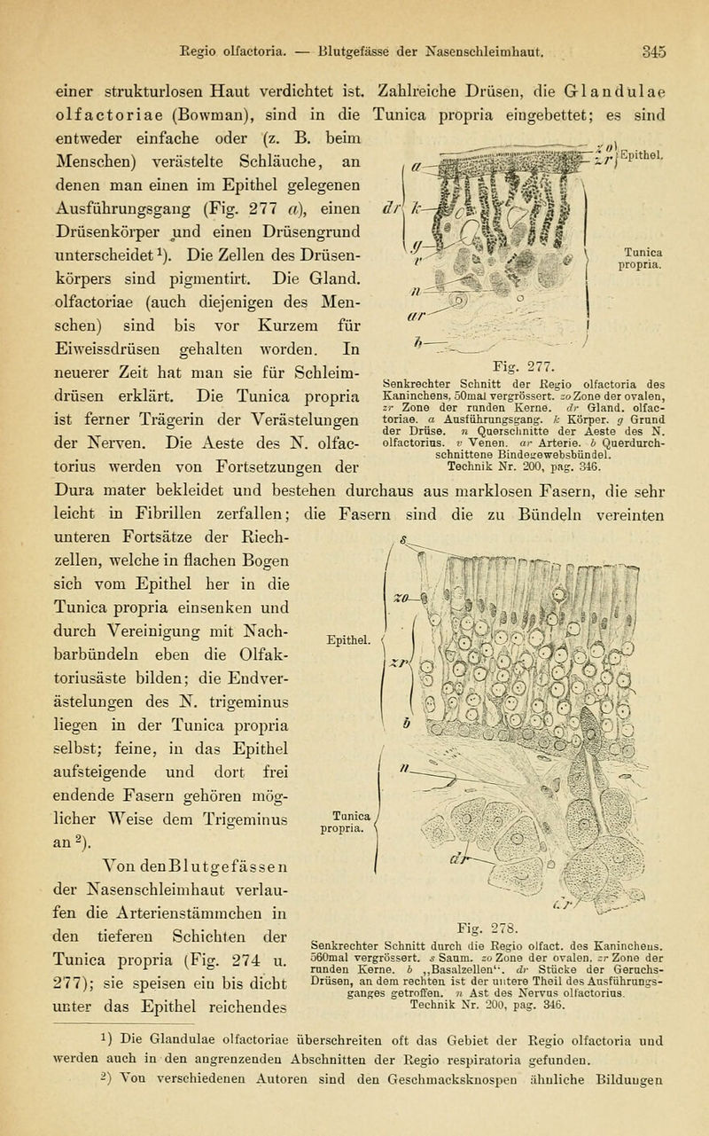 ür[ k -^^m^^^^zfr] Epithel, Tunica propria. ] Fig. 277. Senkrechter Schnitt der Kegio olfactoria des Kaninchens, öOmal vergrössert. -o Zone der ovalen, zr Zone der runden Kerne, dr Gland. olfac- toriae. a Ausfiihrungsgang. A- Körper, g Grund der Drüse, n Querschnitte der Aeste des N. olfactorius. v Venen, cu- Arterie, h Querdnrch- schnittene Bindeirewebsbündel. Technik Nr. 200, pag. 346. einer strukturlosen Haut verdichtet ist. Zahbeiche Drüsen, die Glandulae olfactoriae (Bowman), sind in die Tunica propria eingebettet; es sind entweder einfache oder (z. B. beim Menschen) verästelte Schläuche, an denen man einen im Epithel gelegenen Ausführungsgang (Fig. 277 a\ einen Drüsenkörper und einen Drüsengrund unterscheidet ^). Die Zellen des Drüsen- körpers sind pigmentirt. Die Gland, olfactoriae (auch diejenigen des Men- schen) sind bis vor Kurzem für Eiweissdrüsen gehalten worden. In neuerer Zeit hat man sie für Schleim- drüsen erklärt. Die Tunica propria ist ferner Trägerin der Verästelungen der Nerven. Die Aeste des IST. olfac- torius werden von Fortsetzungen der Dura mater bekleidet und bestehen durchaus aus marklosen Fasern, die sehr leicht in Fibrillen zerfallen; die Fasern sind die zu Bündeln vereinten unteren Fortsätze der Riech- zellen, welche in flachen Bogen sich vom Epithel her in die Tunica propria einsenken und durch Vereinigung mit Nach- barbündeln eben die Olfak- toriusäste bilden; die Eudver- ästelungen des N. trigeminus liegen in der Tunica propria selbst; feine, in das Epithel aufsteigende und dort frei endende Fasern gehören mög- licher Weise dem Trigeminus an^). Von denBlutgefässen der Nasenschleimhaut verlau- fen die Arterieustämrachen in den tiefereu Schichten der Tunica propria (Fig. 274 u. 277); sie speisen ein bis dicht unter das Epithel reichendes Epithel. Fig. 278. Senkrechter Schnitt durch die Regio olfact. des Kanincheus. 560mal vergrössert. s Saum, zo Zone der ovalen, zr Zone der runden Kerne, h ,,Basalzellen'-, dr Stücke der Geruchs- Drüsen, an dem rechten ist der untere Theil des Ausführungs- ganges getroffen, n Ast des Nervus olfactorius. Technik Nr. 200, pag. 346. 1) Die Glandulae olfactoriae überschreiten oft das Gebiet der Regio olfactoria und werden auch in den angrenzenden Abschnitten der Regio respiratoria gefunden. 2) Von verschiedenen Autoren sind den Geschmacljskuosijeu ähnliche Bildungen