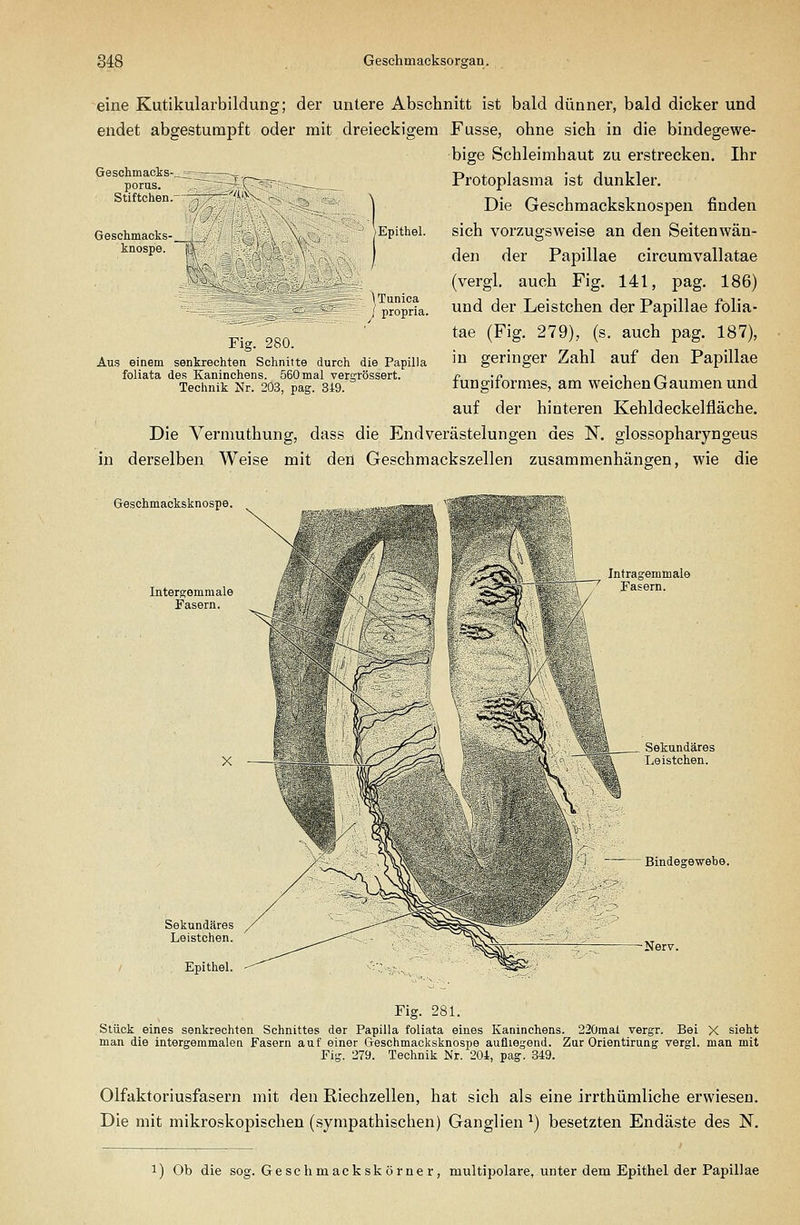 eine Kutikularbildung; der untere Abschnitt ist bald dünner, bald dicker und endet abgestumpft oder mit dreieckigem Fusse, ohne sich in die bindegewe- bige Schleimhaut zu erstrecken. Ihr Geschmacks-_:^— porus. Stiftchen. Geschmacks knospe. Protoplasma ist dunkler. Die Geschmacksknospen finden sich vorzugsweise an den Seitenwän- den der Papillae circumvallatae (vergl. auch Fig. 141, pag. 186) und der Leistchen der Papillae folia- tae (Fig. 279), (s. auch pag. 187), in geringer Zahl auf den Papillae fungiformes, am weichen Gaumen und auf der hinteren Kehldeckelfläche. Die Vermuthung, dass die EndVerästelungen des N. glossopharyngeus in derselben Weise mit den Geschmackszellen zusammenhängen, wie die Epithel. \Tunica ; propria. Fig. 280. Aus einem senkrechten Schnitte durch die Papilla foliata des Kaninchens. 560 mal vergrössert. Technik Nr. 203, pag. 349. Gesohmacksknospe. Intergemmale Fasern. Intragemmale Fasern. Bindegewebe. Epithel Fig. 281. Stück eines senkrechten Schnittes der Papilla foliata eines Kaninchens. 22ünial vergr. Bei X sieht man die intergemmalen Fasern auf einer Geschmacksknospe aufliegend. Zur Orientirung vergl. man mit Fig. 279. Technik Nr. 204, pag. 849. Olfaktoriusfasern mit den Riechzellen, hat sich als eine irrthümliche erwiesen. Die mit mikroskopischen (sympathischen) Ganglien ^) besetzten Endäste des N. 1) Ob die sog. Geschmack skörne r, multipolare, unter dem Epithel der Papillae