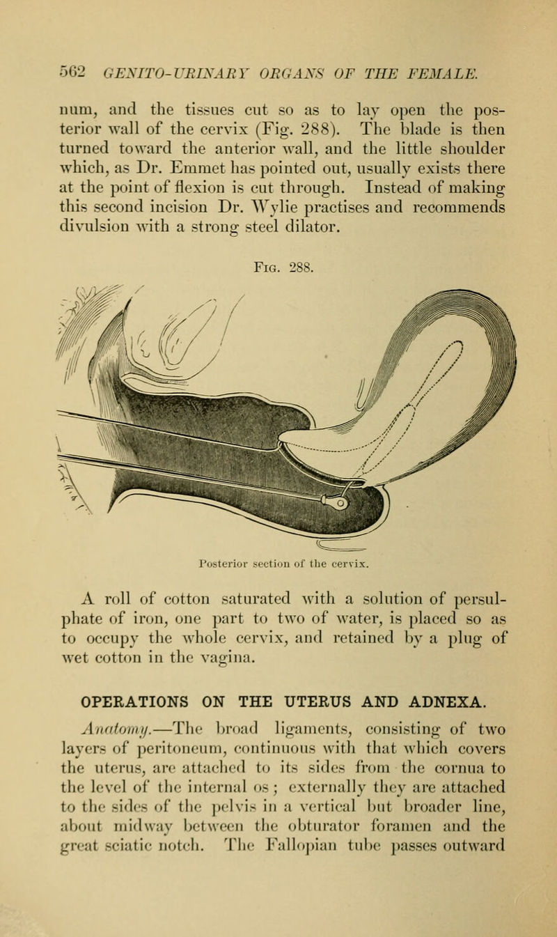 mini, and the tissues cut so as to lay open the pos- terior wall of the cervix (Fig. 288). The blade is then turned toward the anterior wall, and the little shoulder which, as Dr. Emmet has pointed out, usually exists there at the point of flexion is cut through. Instead of making this second incision Dr. Wylie practises and recommends divulsion with a strong steel dilator. Fig. 288. 1 :steri2r section cf the cervix A roll of cotton saturated with a solution of persul- phate of iron, one part to two of water, is placed so as to occupy the whole cervix, and retained by a plug of wet cotton in the vagina. OPERATIONS ON THE UTERUS AND ADNEXA. Anatomy.—The broad ligaments, consisting of two layer- of peritoneum, continuous with that which covers the uterus, are attached to its sides from the eornua to the level of the internal os; externally they are attached to the aides of the pelvis in a vertical but broader line, about midway between the obturator foramen and the great sciatic notch. The Fallopian tube passes outward