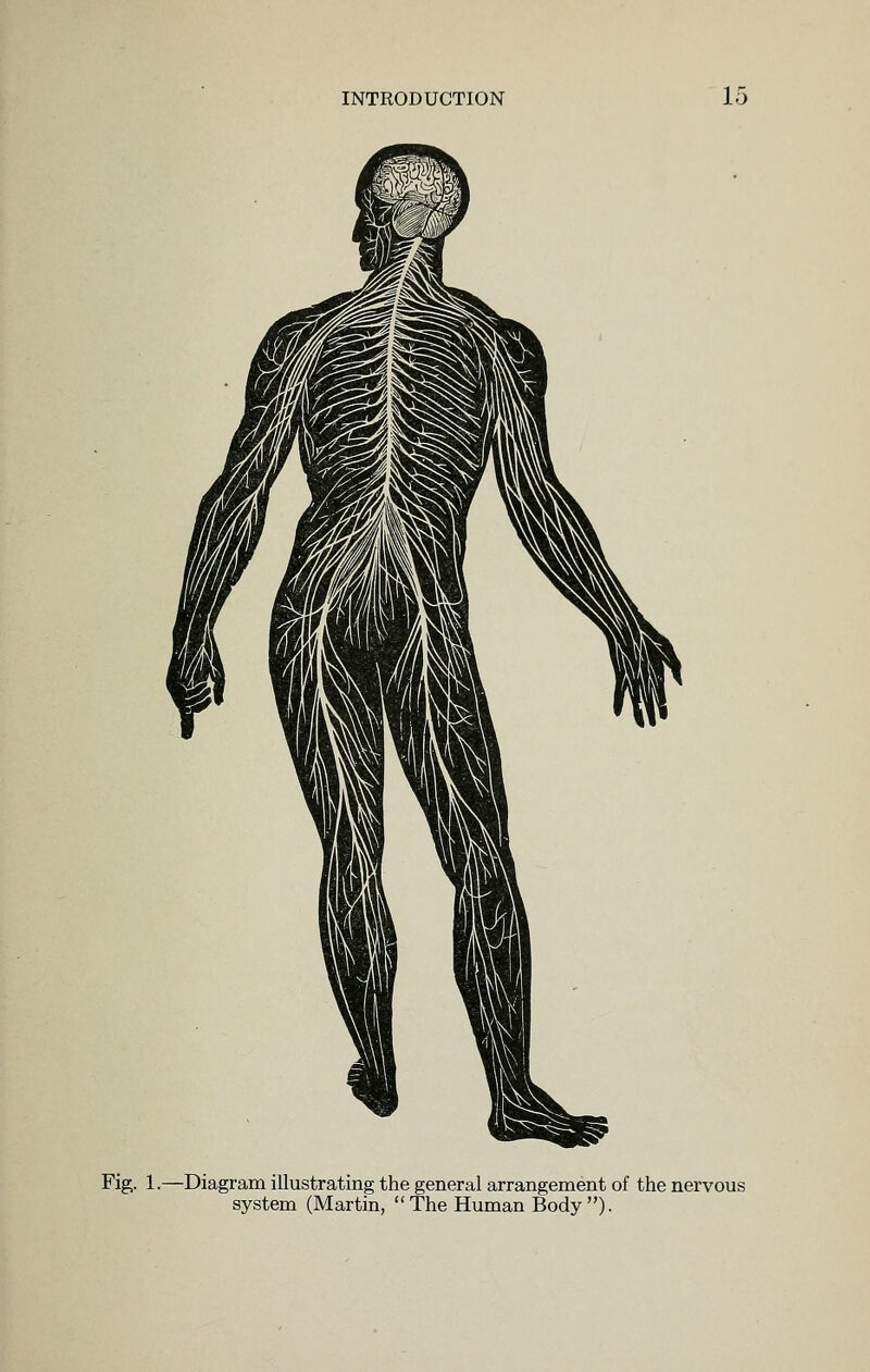 Fig. 1.—Diagram illustrating the general arrangement of the nervous system (Martin, The Human Body)-