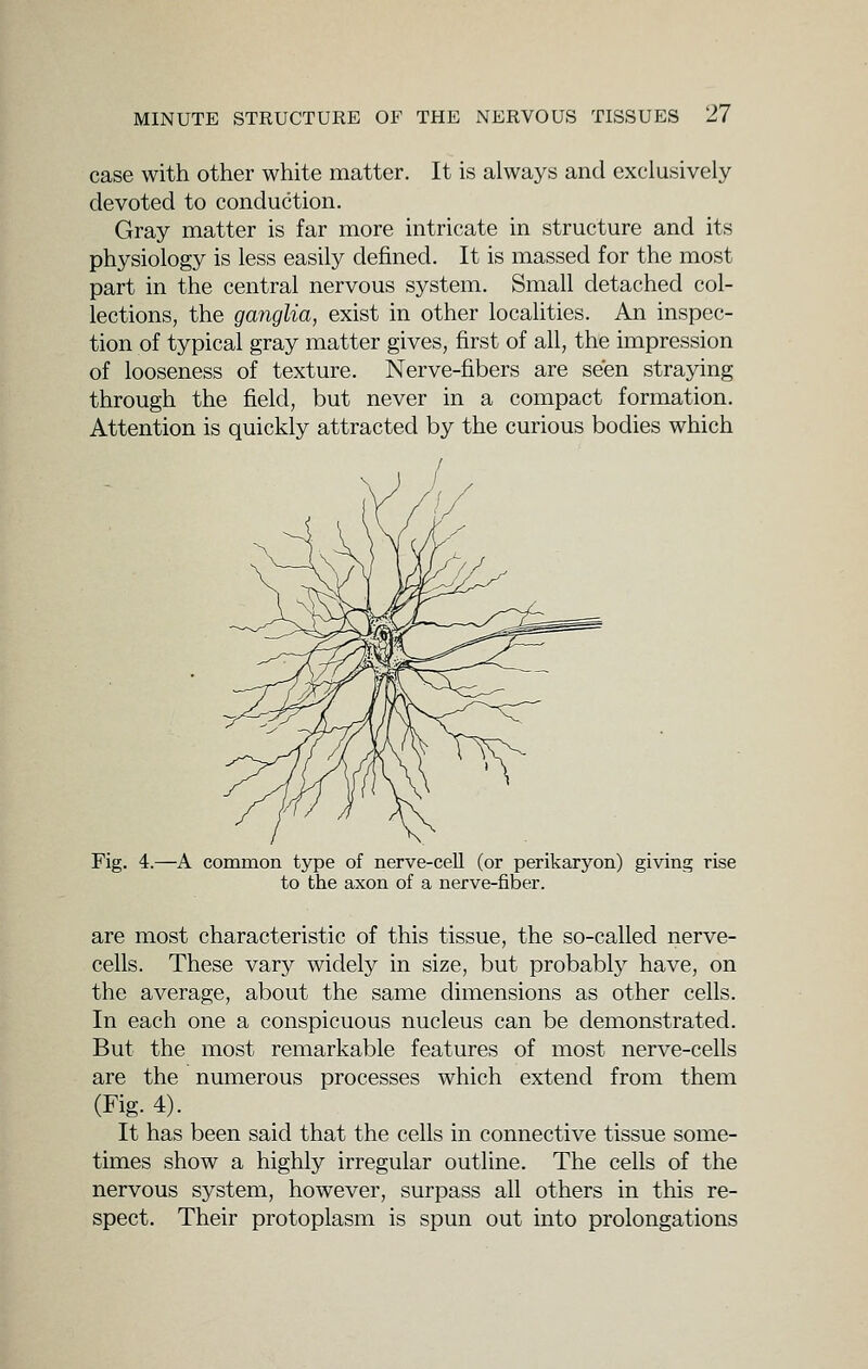 case with other white matter. It is always and exclusively devoted to conduction. Gray matter is far more intricate in structure and its physiology is less easily defined. It is massed for the most part in the central nervous system. Small detached col- lections, the ganglia, exist in other localities. An inspec- tion of typical gray matter gives, first of all, the impression of looseness of texture. Nerve-fibers are seen straying through the field, but never in a compact formation. Attention is quickly attracted by the curious bodies which Fig. 4.—A common type of nerve-cell (or perikaryon) giving rise to the axon of a nerve-fiber. are most characteristic of this tissue, the so-called nerve- cells. These vary widely in size, but probably have, on the average, about the same dimensions as other cells. In each one a conspicuous nucleus can be demonstrated. But the most remarkable features of most nerve-cells are the numerous processes which extend from them (Fig. 4). It has been said that the cells in connective tissue some- times show a highly irregular outline. The cells of the nervous system, however, surpass all others in this re- spect. Their protoplasm is spun out into prolongations