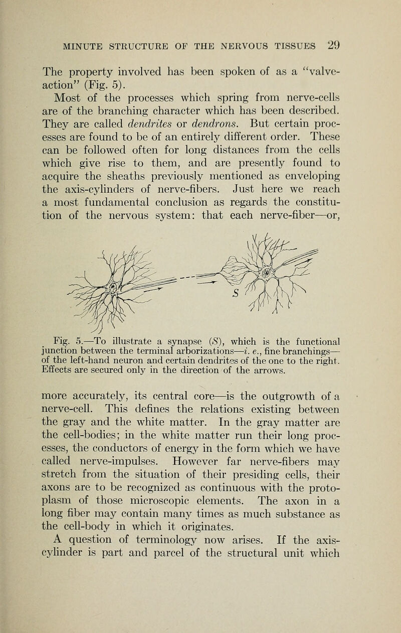 The property involved has been spoken of as a valve- action (Fig. 5). Most of the processes which spring from nerve-cells are of the branching character which has been described. They are called dendrites or dendrons. But certain proc- esses are found to be of an entirely different order. These can be followed often for long distances from the cells which give rise to them, and are presently found to acquire the sheaths previously mentioned as enveloping the axis-cylinders of nerve-fibers. Just here we reach a most fundamental conclusion as regards the constitu- tion of the nervous system: that each nerve-fiber—or, Fig. 5.—To illustrate a synapse (S), which is the functional junction between the terminal arborizations—i. e., fine branchings— of the left-hand neuron and certain dendrites of the one to the right. Effects are secured only in the du-ection of the arrows. more accurately, its central core—is the outgrowth of a nerve-cell. This defines the relations existing between the gray and the white matter. In the gray matter are the cell-bodies; in the white matter run their long proc- esses, the conductors of energy in the form which we have called nerve-impulses. However far nerve-fibers may stretch from the situation of their presiding cells, their axons are to be recognized as continuous with the proto- plasm of those microscopic elements. The axon in a long fiber may contain many times as much substance as the cell-body in which it originates. A question of terminology now arises. If the axis- cyhnder is part and parcel of the structural unit which