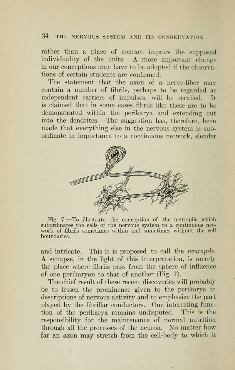 rather than a place of contact impairs the .supposed individuaUty of the units. A more important change in our conceptions may have to be adopted if the observa- tions of certain students are confirmed. The statement that the axon of a nerve-fiber may contain a numl^er of fibrils, perhaps to be regarded as independent carriers of impulses, will be recalled. It is claimed that in some cases fibrils like these are to be demonstrated within the perikarya and extending out into the dendrites. The suggestion has, therefore, been made that everj^thing else in the nervous sj^stem is sub- ordinate in importance to a continuous network, slender Fig. 7.—To illustrate the conception of the neuropile which subordinates the cells of the nervous system to a continuous net- work of fibrils sometimes within and sometimes without the cell boundaries. and intricate. This it is proposed to call the neuropile. A synapse, in the light of this interpretation, is merely the place where fibrils pass from the sphere of influence of one perikaryon to that of another (Fig. 7). The chief result of these recent discoveries will probabty be to lessen the prominence given to the perikarj^a in descriptions of nervous activity and to emphasize the part played by the fibrillar conductors. One interesting func- tion of the perikarya remains undisputed. This is the responsibility for the maintenance of normal nutrition through all the processes of the neuron. No matter how far an axon may stretch from the cell-body to which it