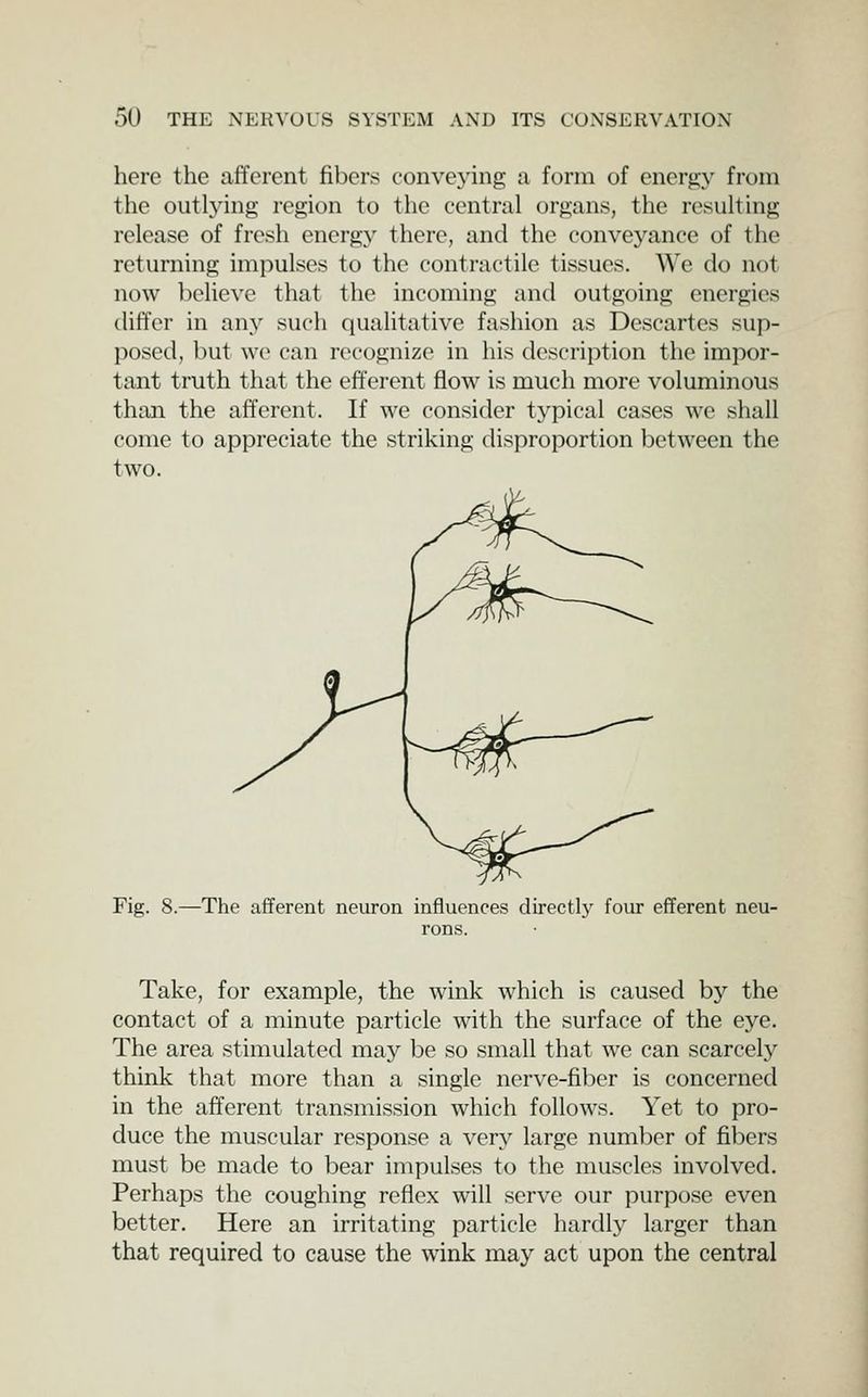 here the afferent fibers conveying a form of energy from the outljdng region to the central organs, the resulting release of fresh energy there, and the conveyance of the returning impulses to the contractile tissues. We do not now believe that the incoming and outgoing energies differ in any such qualitative fashion as Descartes sup- posed, but wc can recognize in his description the impor- tant truth that the efferent flow is much more voluminous than the afferent. If we consider typical cases we shall come to appreciate the striking disproportion between the two. Fig. 8.—^The afferent neuron influences directlj^ four efferent neu- rons. Take, for example, the wink which is caused by the contact of a minute particle with the surface of the eye. The area stimulated may be so small that we can scarcely think that more than a single nerve-fiber is concerned in the afferent transmission which follows. Yet to pro- duce the muscular response a very large number of fibers must be made to bear impulses to the muscles involved. Perhaps the coughing reflex will serve our purpose even better. Here an irritating particle hardly larger than that required to cause the wink may act upon the central
