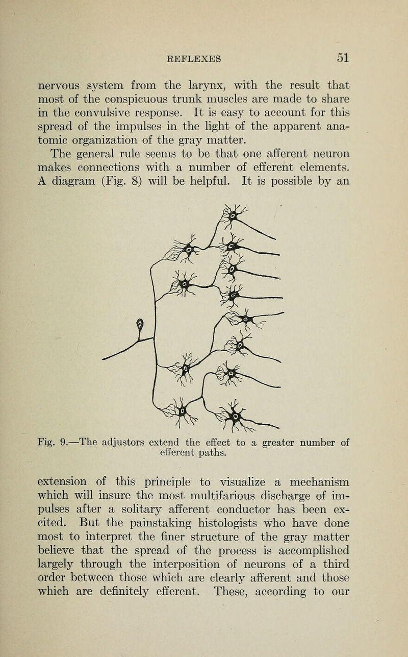 nervous system from the larynx, with the result that most of the conspicuous trunk muscles are made to share in the convulsive response. It is easy to account for this spread of the impulses in the hght of the apparent ana- tomic organization of the gray matter. The general rule seems to be that one afferent neuron makes connections with a number of efferent elements. A diagram (Fig. 8) will be helpful. It is possible by an Fig. 9.—The adjustors extend the effect to a greater number of eifei-ent paths. extension of this principle to visualize a mechanism which will insure the most multifarious discharge of im- pulses after a solitary afferent conductor has been ex- cited. But the painstaking histologists who have done most to interpret the finer structure of the gray matter believe that the spread of the process is accomplished largely through the interposition of neurons of a third order between those which are clearly afferent and those which are definitely efferent. These, according to our