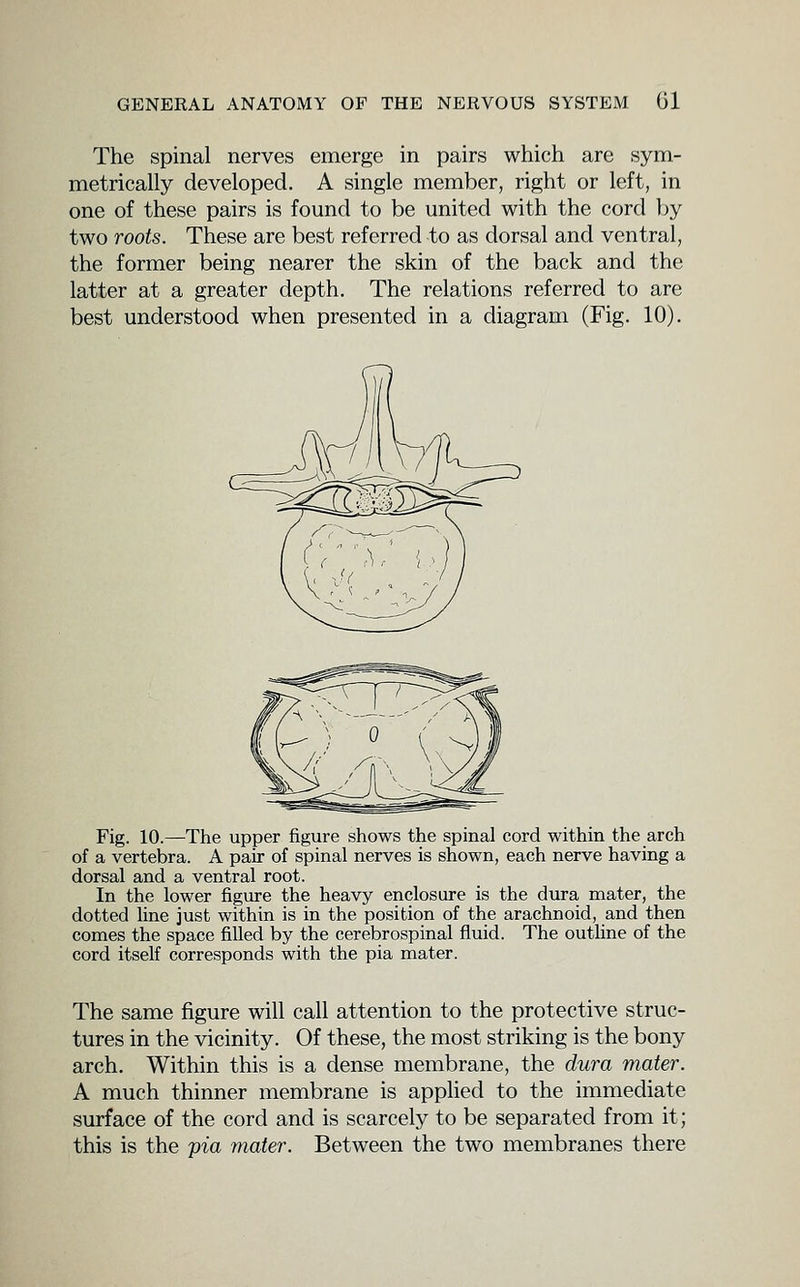 The spinal nerves emerge in pairs which are sym- metrically developed. A single member, right or left, in one of these pairs is found to be united with the cord by two roots. These are best referred to as dorsal and ventral, the former being nearer the skin of the back and the latter at a greater depth. The relations referred to are best understood when presented in a diagram (Fig. 10). Fig. 10.—The upper figure shows the spinal cord within the arch of a vertebra. A pair of spinal nerves is shown, each nerve having a dorsal and a ventral root. In the lower figure the heavy enclosure is the dura, mater, the dotted line just within is in the position of the arachnoid, and then comes the space filled by the cerebrospinal fluid. The outhne of the cord itself corresponds with the pia mater. The same figure will call attention to the protective struc- tures in the vicinity. Of these, the most striking is the bony arch. Within this is a dense membrane, the dura mater. A much thinner membrane is applied to the immediate surface of the cord and is scarcely to be separated from it; this is the pia mater. Between the two membranes there