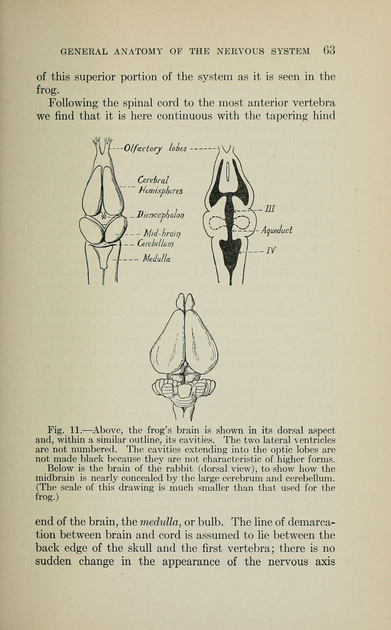 of this superior portion of the system as it is seen in the frog. Following the spinal cord to the most anterior vertebra we find that it is here continuous with the tapering hind Olfactory lobes Cerebral Hemispheres -Diencephalor) --- hi'td-hraiT) -- Cerebelhn) -l Medulla Fig. 11.—Above, the frog's brain is shown in its dorsal aspect and, within a similar outline, its cavities. The two lateral ventricles are not numbered. The cavities extending into the optic lobes are not made black because they are not characteristic of higher forms. Below is the brain of the rabbit (dorsal view), to show how the midbrain is nearly concealed by the large cerebrum and cerebellum. (The scale of this drawing is much smaller than that used for the frog.) end of the brain, the medulla, or bulb. The line of demarca- tion between brain and cord is assumed to lie between the back edge of the skull and the first vertebra; there is no sudden change in the appearance of the nervous axis