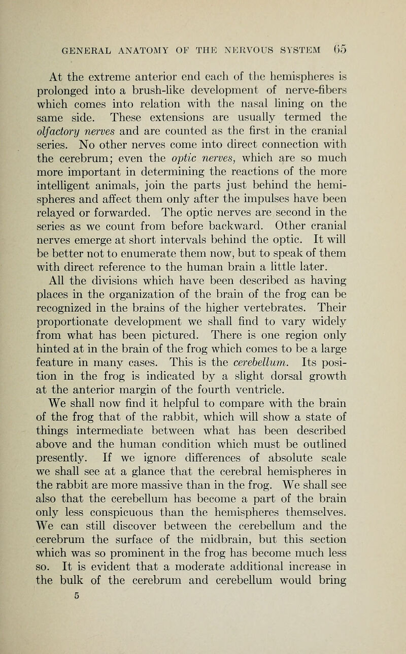 At the extreme anterior end each of tlie hemispheres is prolonged into a brush-Uke development of nerve-fibers which comes into relation with the nasal lining on the same side. These extensions are usually termed the olfactory nerves and are counted as the first in the cranial series. No other nerves come into direct connection with the cerebrum; even the optic nerves, which are so much more important in determining the reactions of the more intelligent animals, join the parts just behind the hemi- spheres and affect them only after the impulses have been relayed or forwarded. The optic nerves are second in the series as we count from before backward. Other cranial nerves emerge at short intervals behind the optic. It will be better not to enumerate them now, but to speak of them with direct reference to the human brain a httle later. All the divisions which have been described as having places in the organization of the brain of the frog can be recognized in the brains of the higher vertebrates. Their proportionate development we shall find to vary widely from what has been pictured. There is one region only hinted at in the brain of the frog which comes to be a large feature in many cases. This is the cerebellum. Its posi- tion in the frog is indicated by a slight dorsal growth at the anterior margin of the fourth ventricle. We shall now find it helpful to compare with the brain of the frog that of the rabbit, which will show a state of things intermediate between what has been described above and the human condition which must be outlined presently. If we ignore differences of absolute scale we shall see at a glance that the cerebral hemispheres in the rabbit are more massive than in the frog. We shall see also that the cerebellum has become a part of the brain only less conspicuous than the hemispheres themselves. We can still discover between the cerebellum and the cerebrum the surface of the midbrain, but this section which was so prominent in the frog has become much less so. It is evident that a moderate additional increase in the bulk of the cerebrum and cerebellum would bring