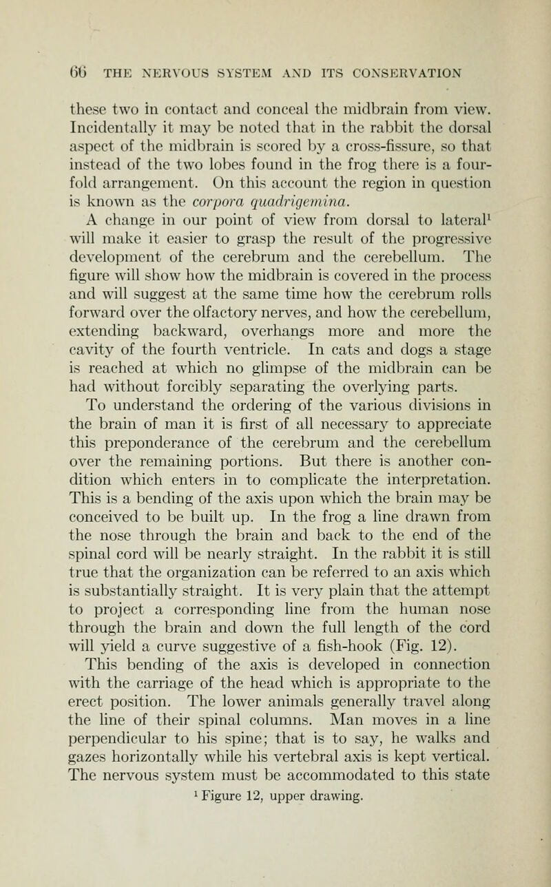 these two in contact and conceal the midbrain from view. Incidentally it may be noted that in the rabbit the dorsal aspect of the midbrain is scored by a cross-fissure, so that instead of the two lobes found in the frog there is a four- fold arrangement. On this account the region in question is known as the corpora quadrigemina. A change in our point of view from dorsal to lateral^ will make it easier to grasp the result of the progressive development of the cerebrum and the cerebellum. The figure will show how the midbrain is covered in the process and will suggest at the same time how the cerebrum rolls forward over the olfactory nerves, and how the cerebellum, extending backward, overhangs more and more the cavity of the fourth ventricle. In cats and dogs a stage is reached at which no glimpse of the midl^rain can be had without forcibly separating the overlying parts. To understand the ordering of the various divisions in the brain of man it is first of all necessary to appreciate this preponderance of the cerebrum and the cerebellum over the remaining portions. But there is another con- dition which enters in to complicate the interpretation. This is a bending of the axis upon which the brain may be conceived to be built up. In the frog a line drawn from the nose through the brain and back to the end of the spinal cord will be nearly straight. In the rabl)it it is still true that the organization can be referred to an axis which is substantially straight. It is very plain that the attempt to project a corresponding line from the human nose through the brain and down the full length of the cord will yield a curve suggestive of a fish-hook (Fig. 12). This bending of the axis is developed in connection with the carriage of the head which is appropriate to the erect position. The lower animals generally travel along the line of their spinal columns. Man moves in a line perpendicular to his spine; that is to say, he walks and gazes horizontally while his vertebral axis is kept vertical. The nervous system must be accommodated to this state ^ Figure 12, upper drawing.