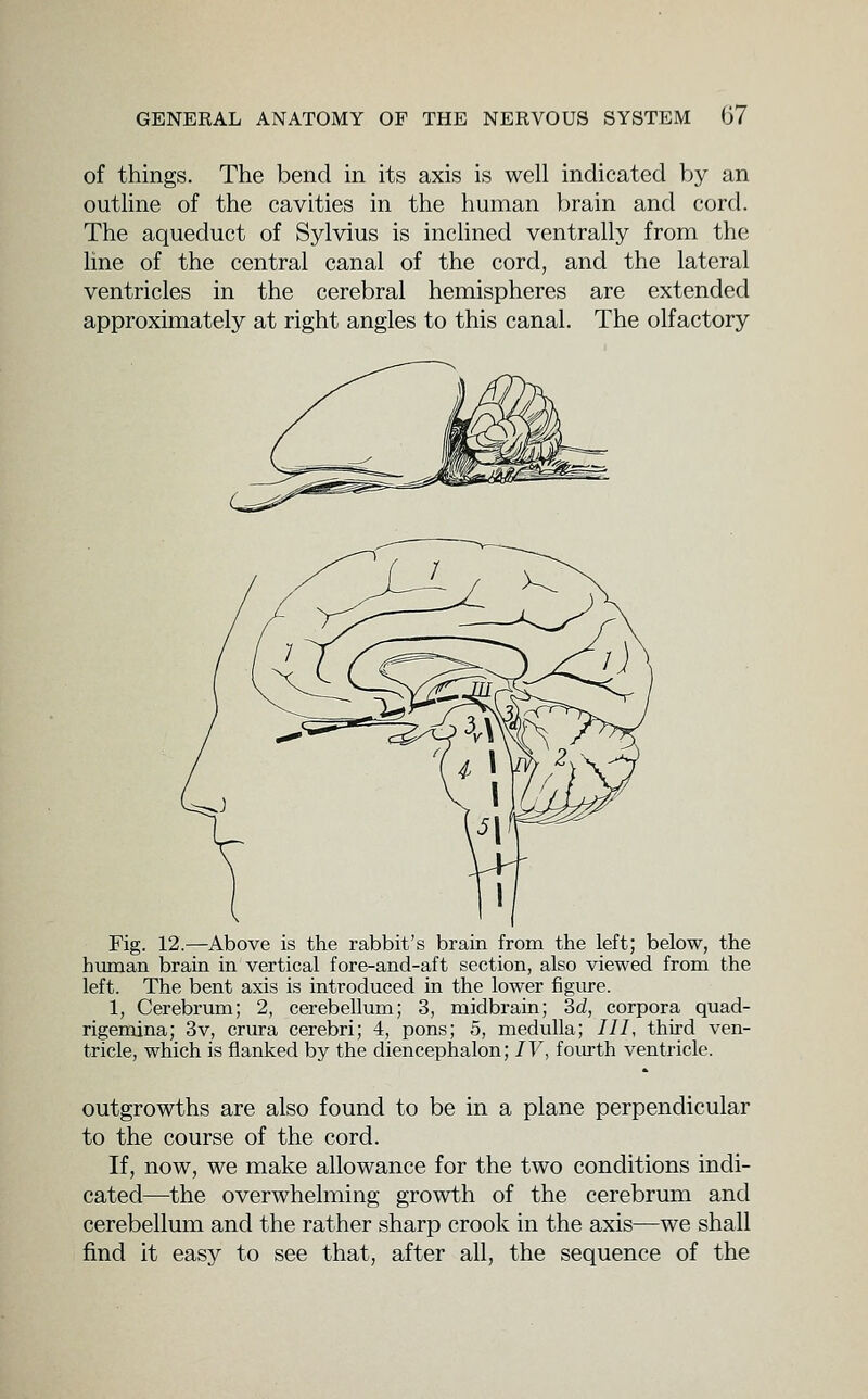 of things. The bend m its axis is well indicated by an outline of the cavities in the human brain and cord. The aqueduct of Sylvius is inclined ventrally from the line of the central canal of the cord, and the lateral ventricles in the cerebral hemispheres are extended approximately at right angles to this canal. The olfactory Fig. 12.—Above is the rabbit's brain from the left; below, the human brain in vertical fore-and-aft section, also viewed from the left. The bent axis is introduced in the lower figure. 1, Cerebrum; 2, cerebellum; 3, midbrain; 3d, corpora quad- rigemina; 3v, crura cerebri; 4, pons; 5, medulla; ///, third ven- tricle, which is flanked by the diencephalon; IV, foiu-th ventricle. outgrowths are also found to be in a plane perpendicular to the course of the cord. If, now, we make allowance for the two conditions indi- cated—the overwhelming growth of the cerebrmn and cerebellum and the rather sharp crook in the axis—we shall find it easy to see that, after all, the sequence of the