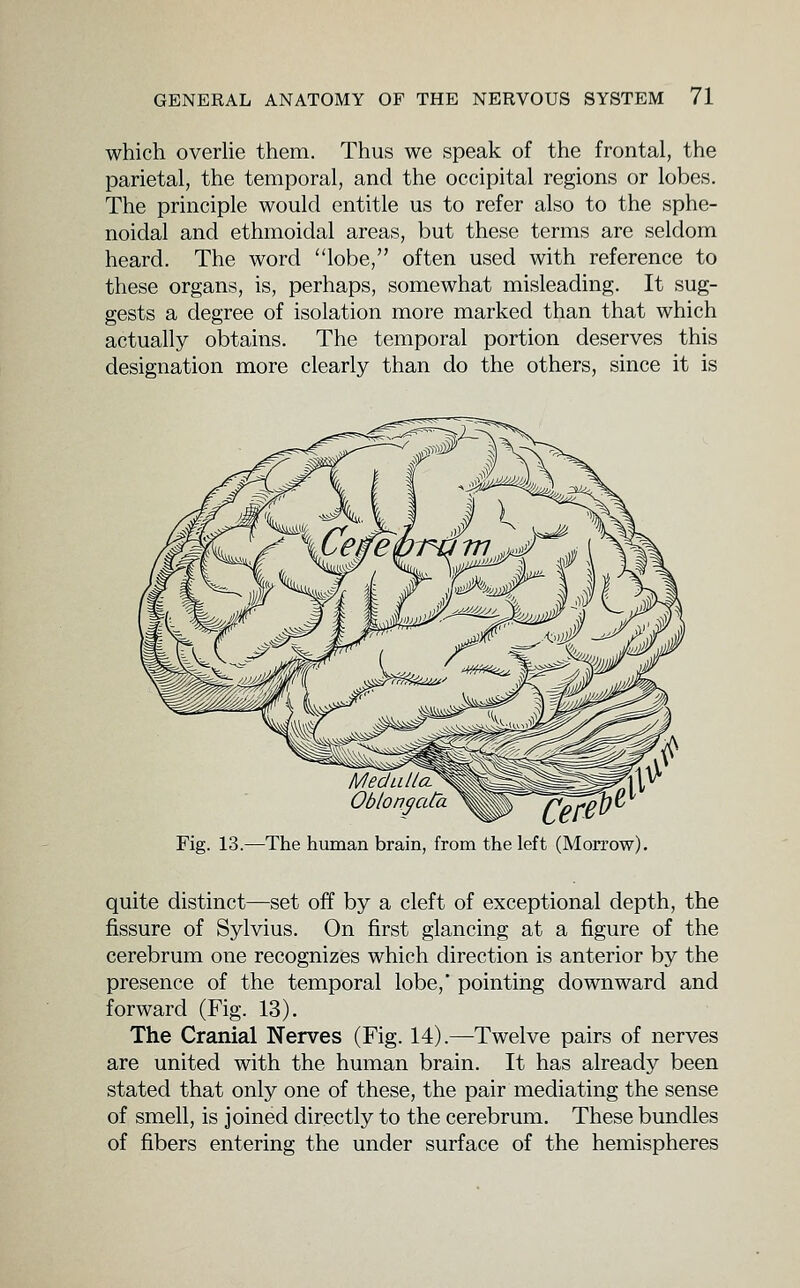 which overlie them. Thus we speak of the frontal, the parietal, the temporal, and the occipital regions or lobes. The principle would entitle us to refer also to the sphe- noidal and ethmoidal areas, but these terms are seldom heard. The word lobe, often used with reference to these organs, is, perhaps, somewhat misleading. It sug- gests a degree of isolation more marked than that which actually obtains. The temporal portion deserves this designation more clearly than do the others, since it is Medulla Oblongata Fig. 13.—The human brain, from the left (Morrow). quite distinct—set off by a cleft of exceptional depth, the fissure of Sylvius. On first glancing at a figure of the cerebrum one recognizes which direction is anterior by the presence of the temporal lobe,' pointing downward and forward (Fig. 13). The Cranial Nerves (Fig. 14).—Twelve pairs of nerves are united with the human brain. It has already been stated that only one of these, the pair mediating the sense of smell, is joined directly to the cerebrum. These bundles of fibers entering the under surface of the hemispheres